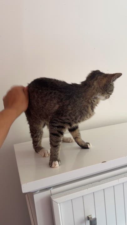Enlarge WINNIE, a ADOPTABLE Tabby in New York, NY video 1/3