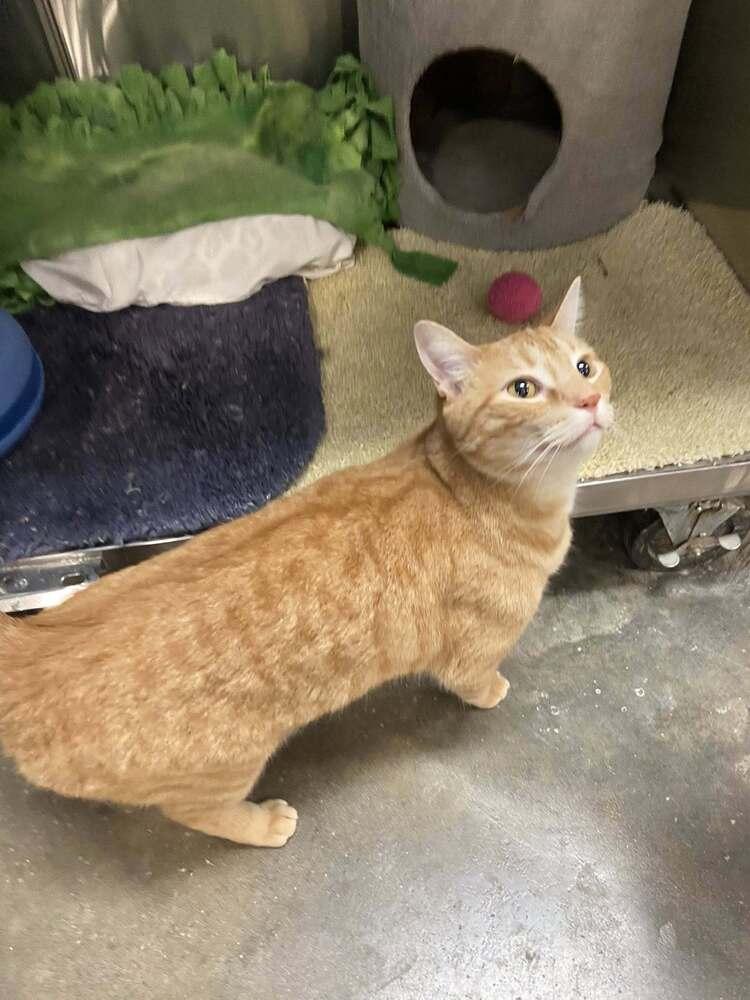 Tiger, Adoptable, Adult Male Domestic Short Hair.