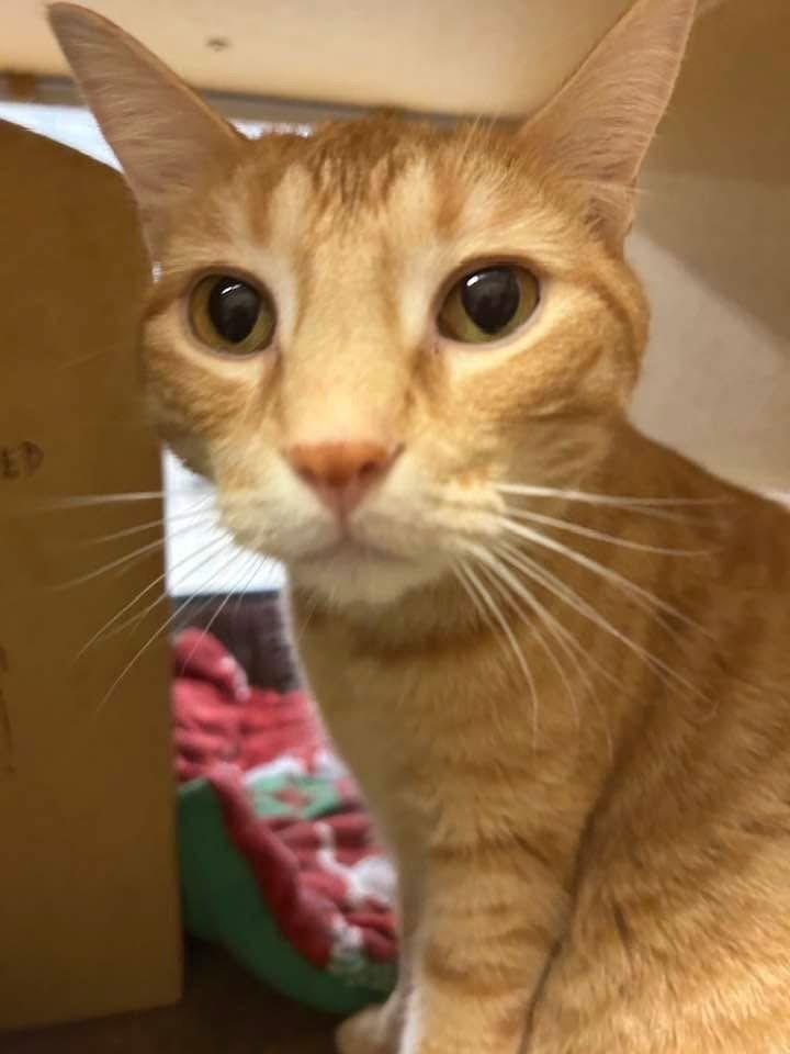 Enlarge Tiger, a Adoptable Domestic Short Hair in O'Fallon, MO image 2/3