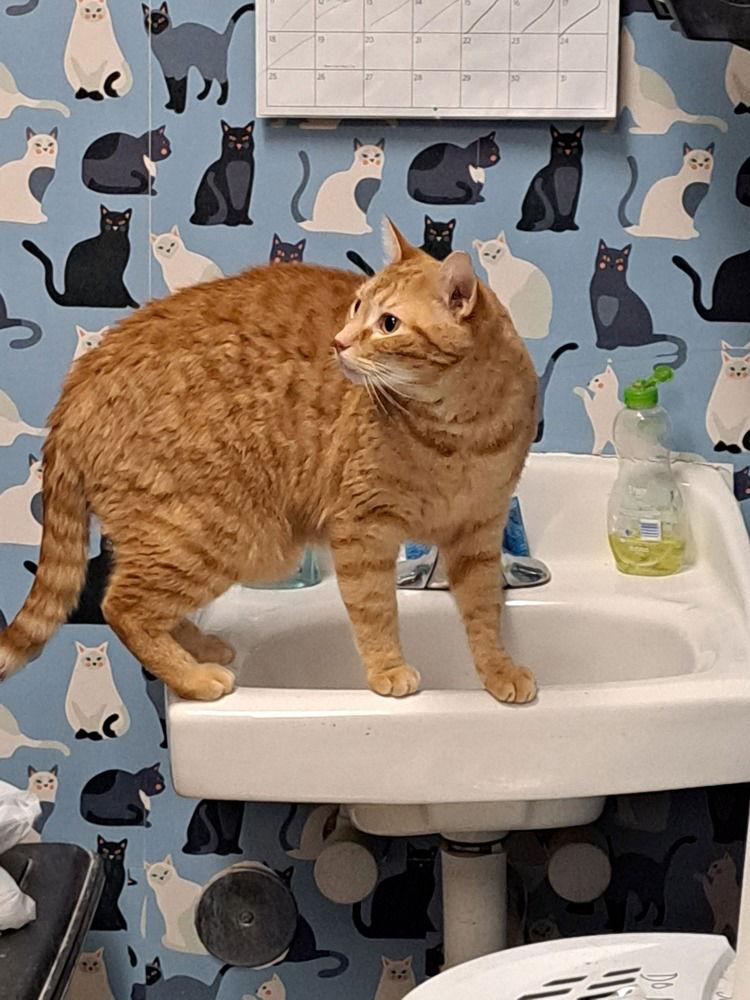 Enlarge Tiger, a Adoptable Domestic Short Hair in O'Fallon, MO image 3/3