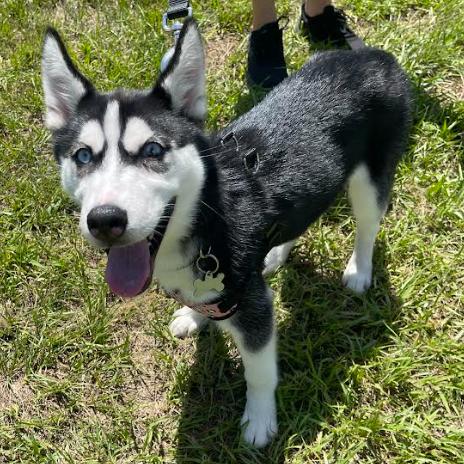 Athena, a Adoptable Husky in Fort Pierce, FL image 1/3