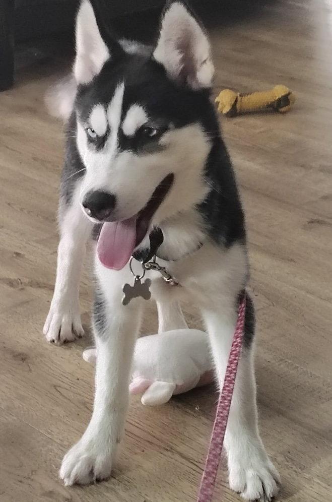 Athena, a Adoptable Husky in Fort Pierce, FL image 2/3