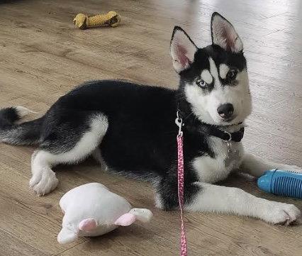 Athena, a Adoptable Husky in Fort Pierce, FL image 3/3