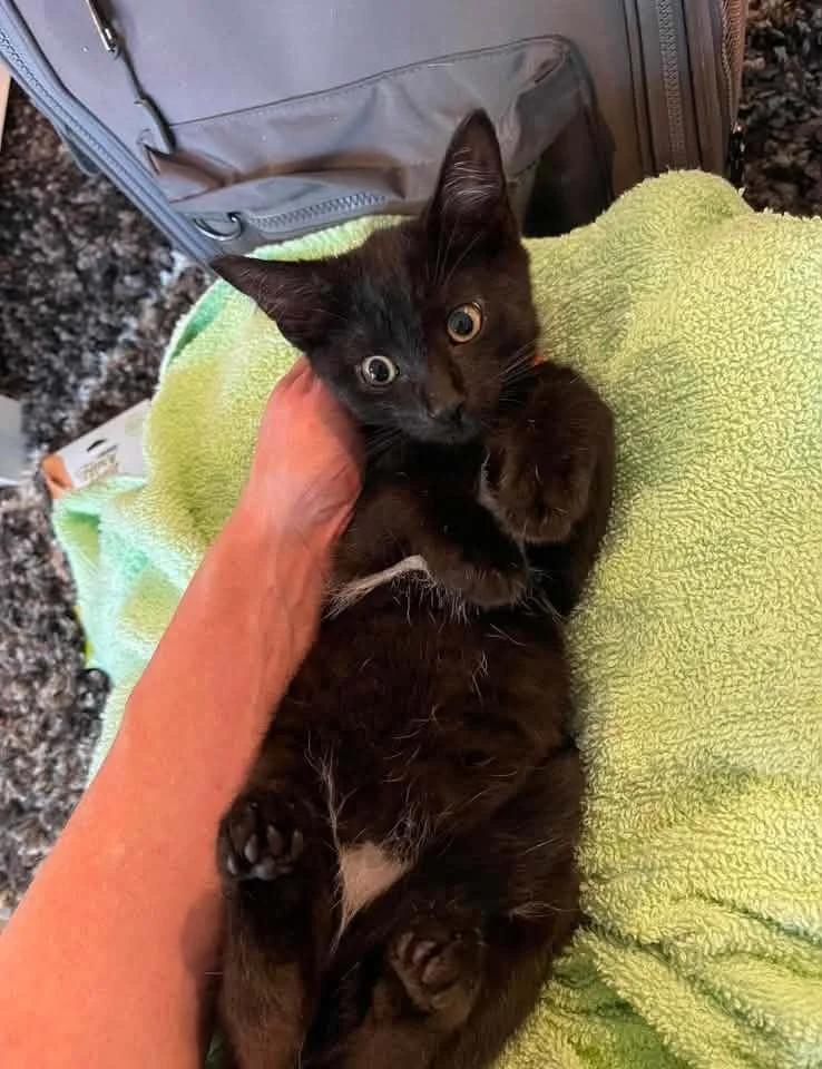Rago, Adoptable, Kitten Male Domestic Short Hair.