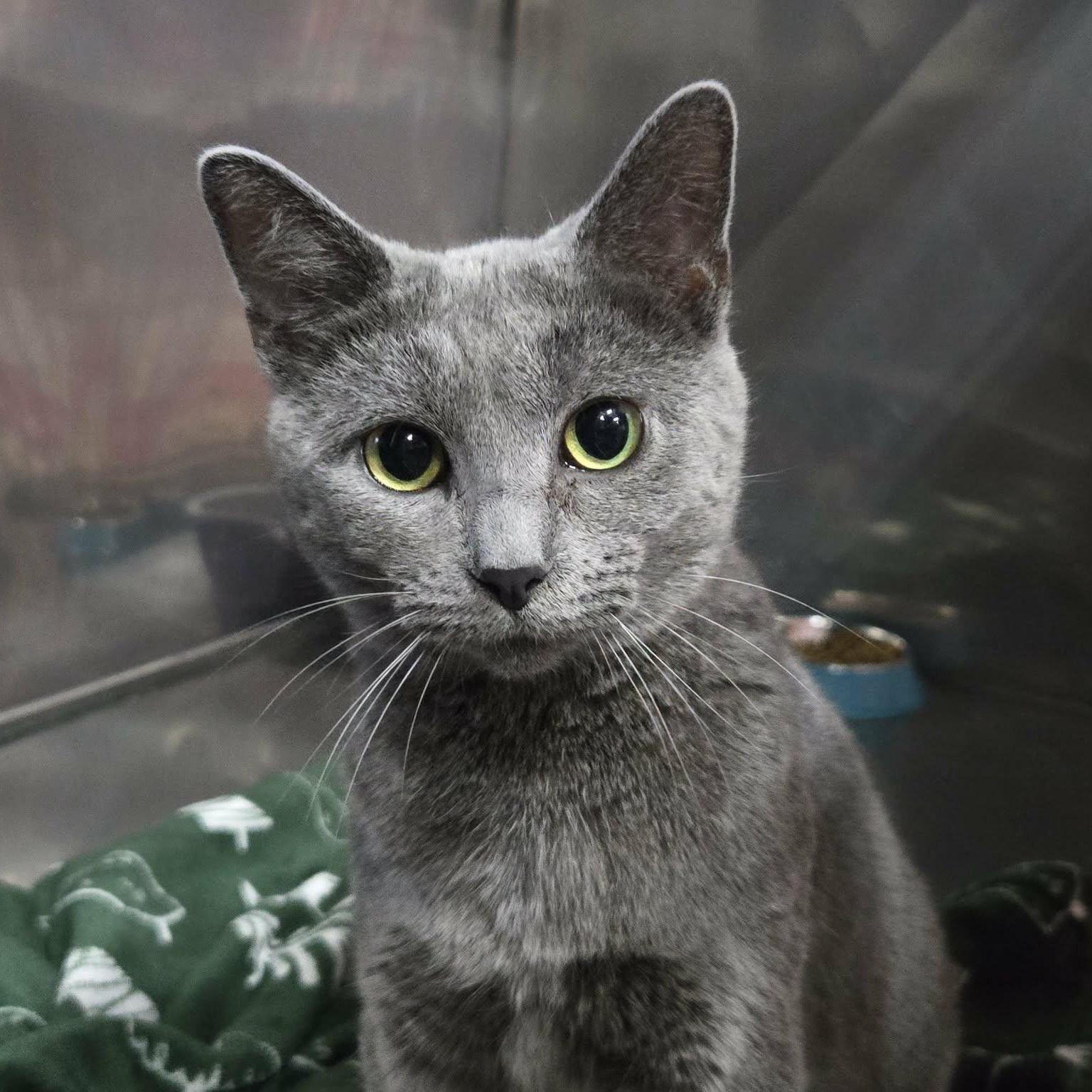 Enlarge Athena, an adopted Domestic Short Hair in Martinsville, IN image 1/2