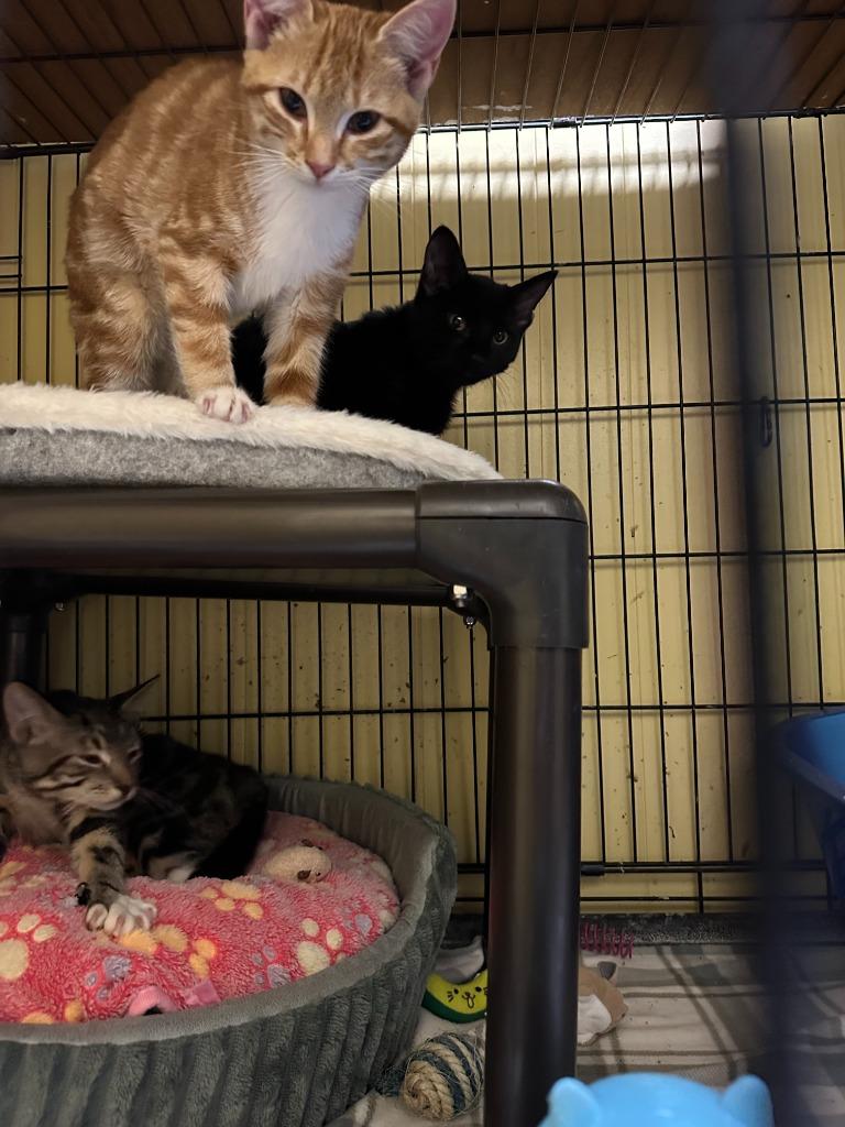 Topaz, Adopted, Kitten Female Domestic Short Hair.