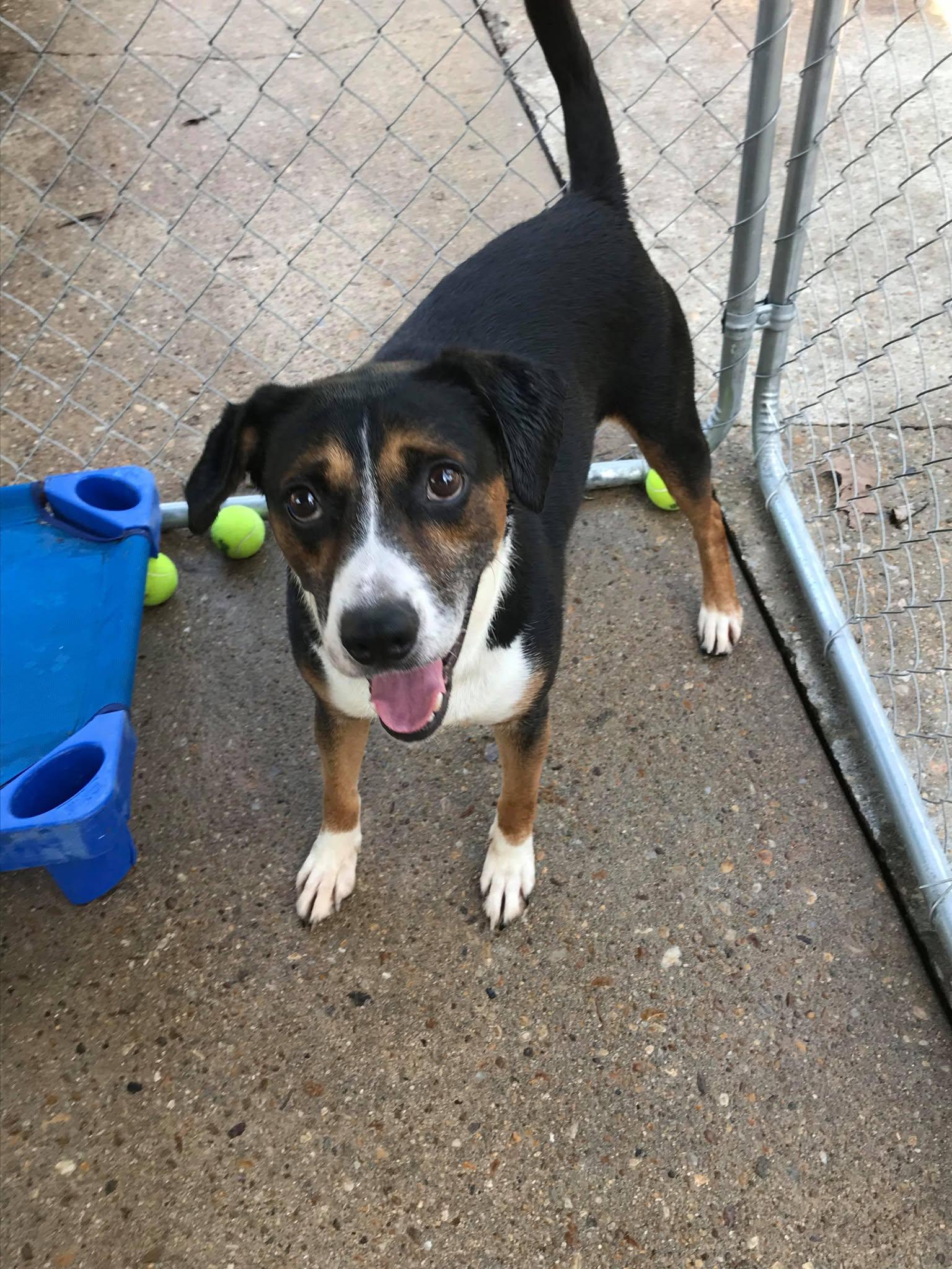 Enlarge Gunner, an adopted mixed breed in Colonial Heights, VA image 1/6