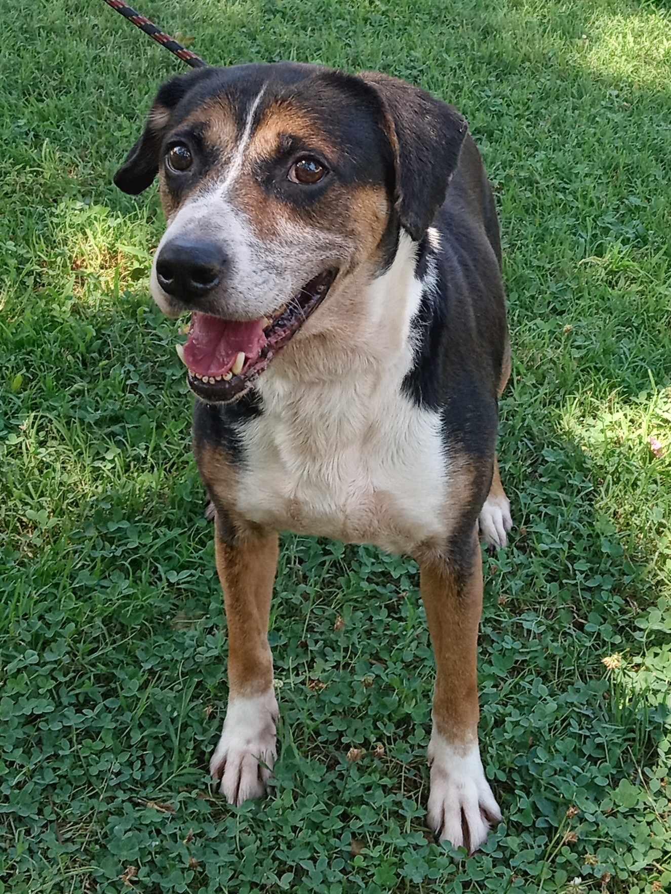 Enlarge Gunner, an adopted mixed breed in Colonial Heights, VA image 2/6