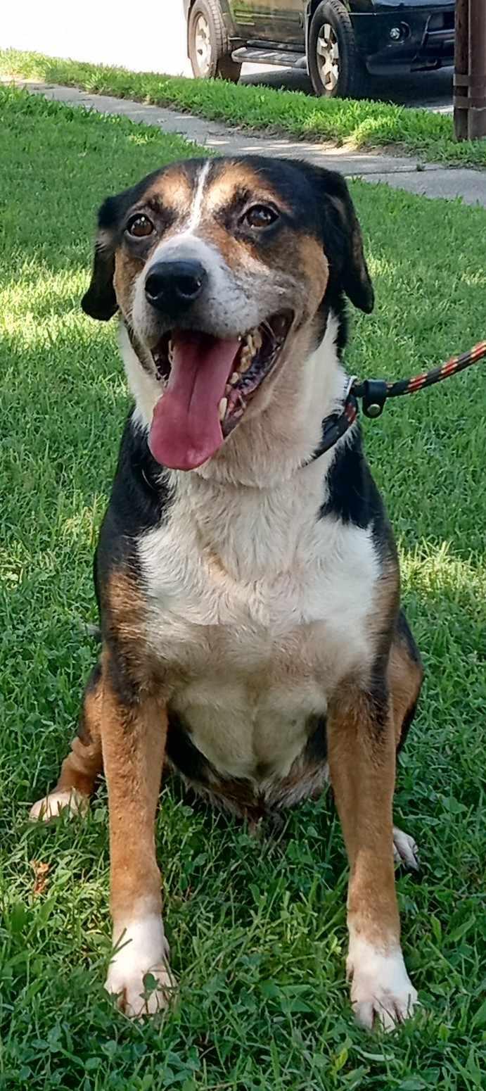 Enlarge Gunner, an adopted mixed breed in Colonial Heights, VA image 6/6