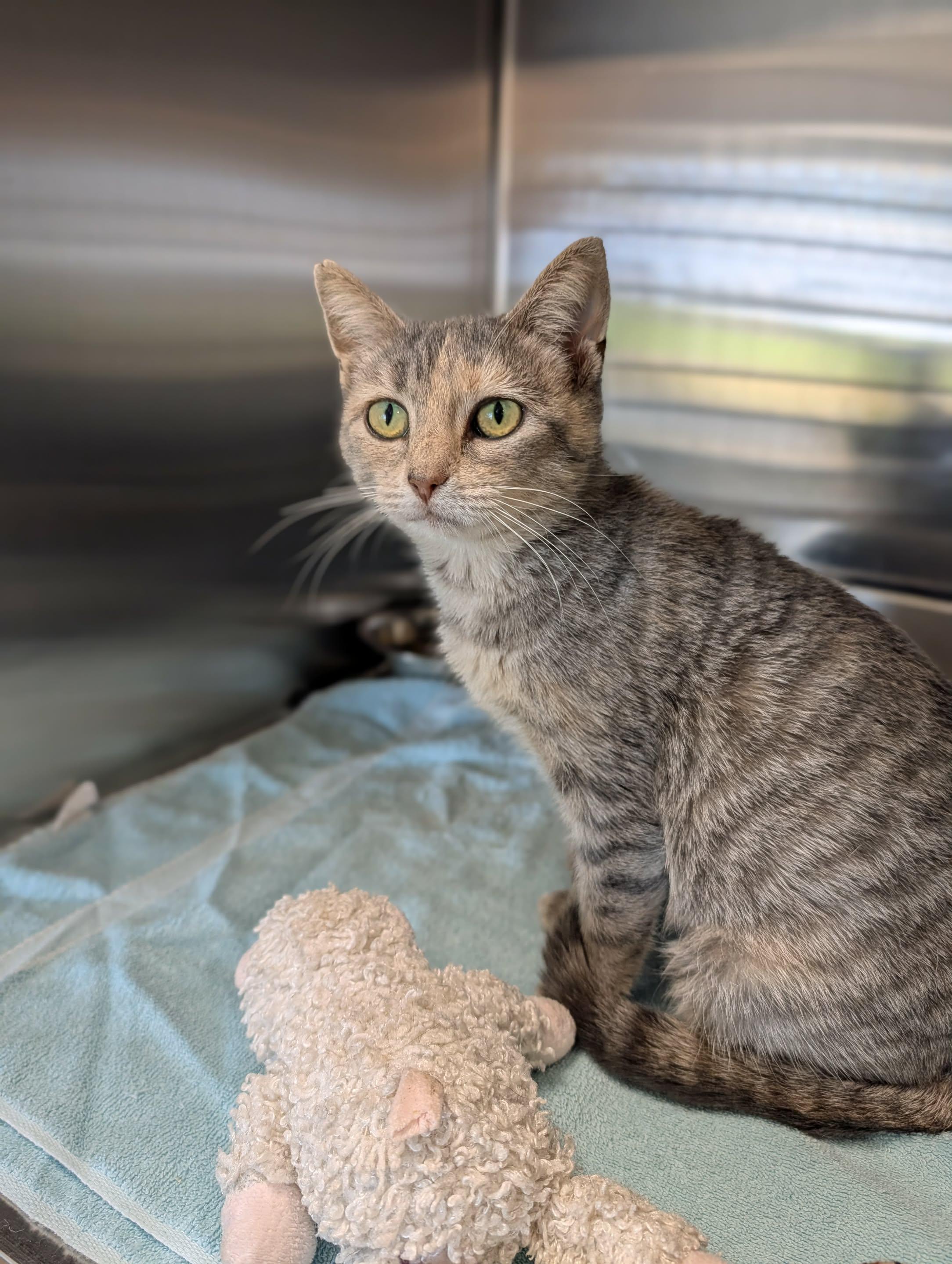 Enlarge Rarity, a Adoptable mixed breed in Chambersburg, PA image 1/1