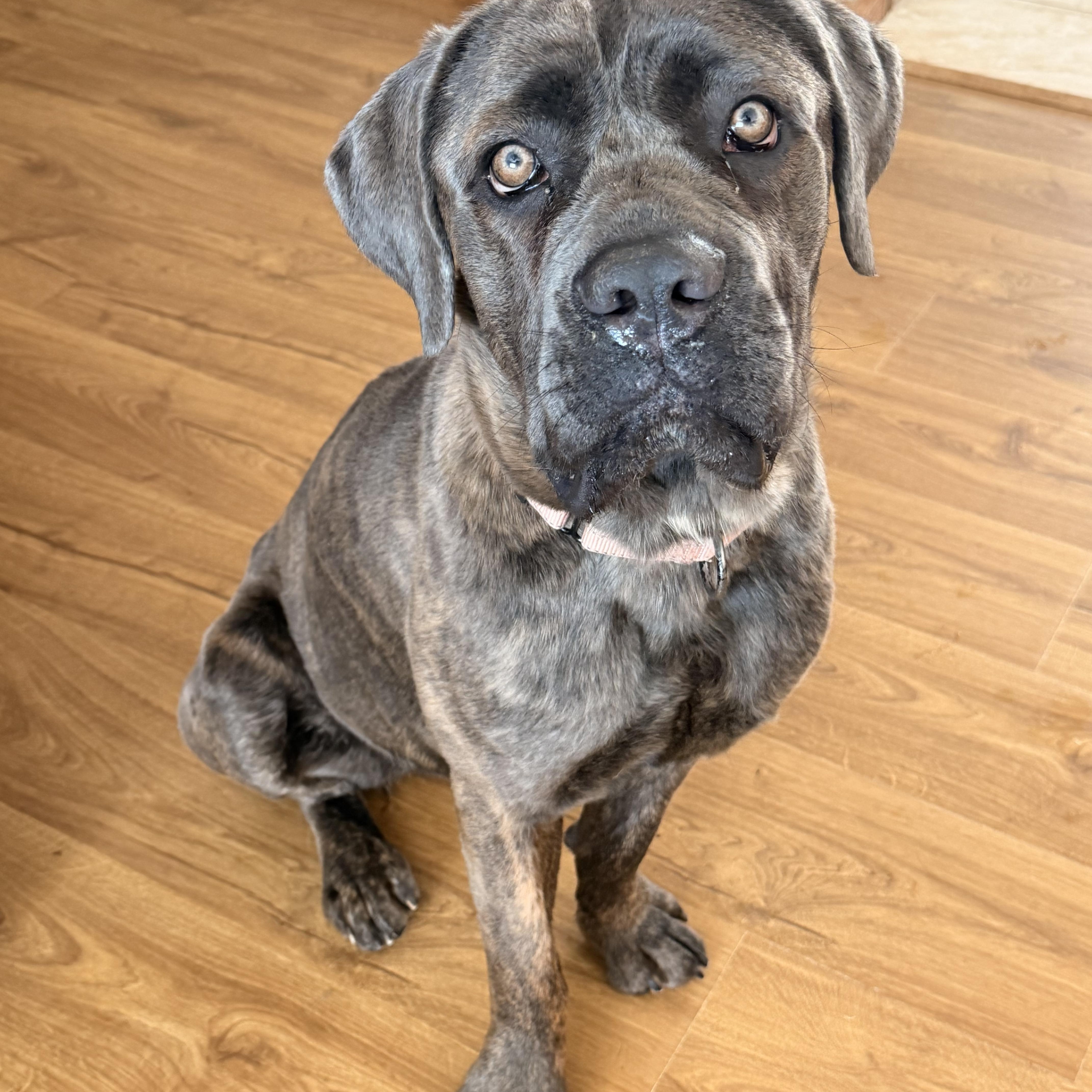 Enlarge Athena/Roxie, an adoptable Cane Corso in North Freedom, WI image 4/6