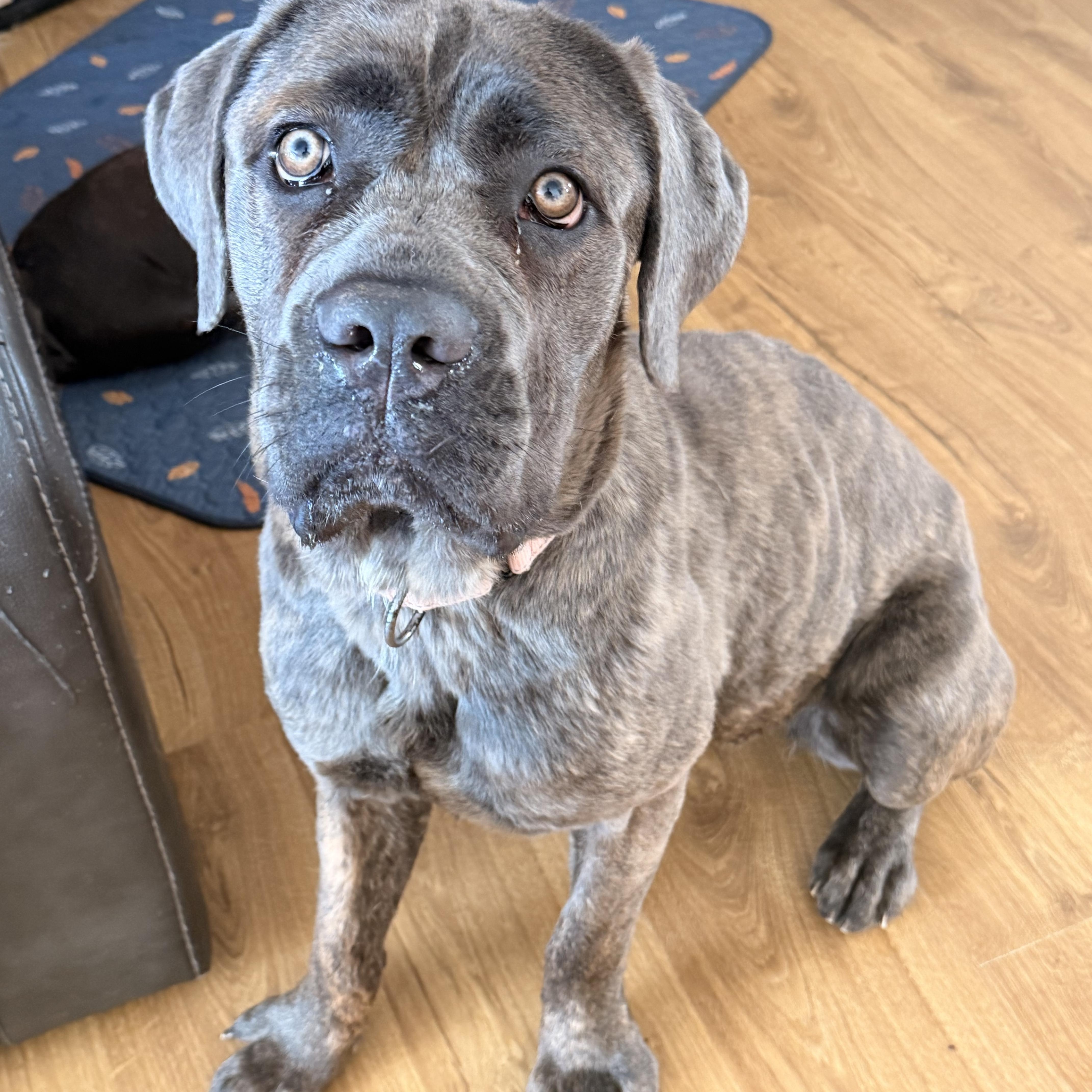 Enlarge Athena/Roxie, an adoptable Cane Corso in North Freedom, WI image 3/6
