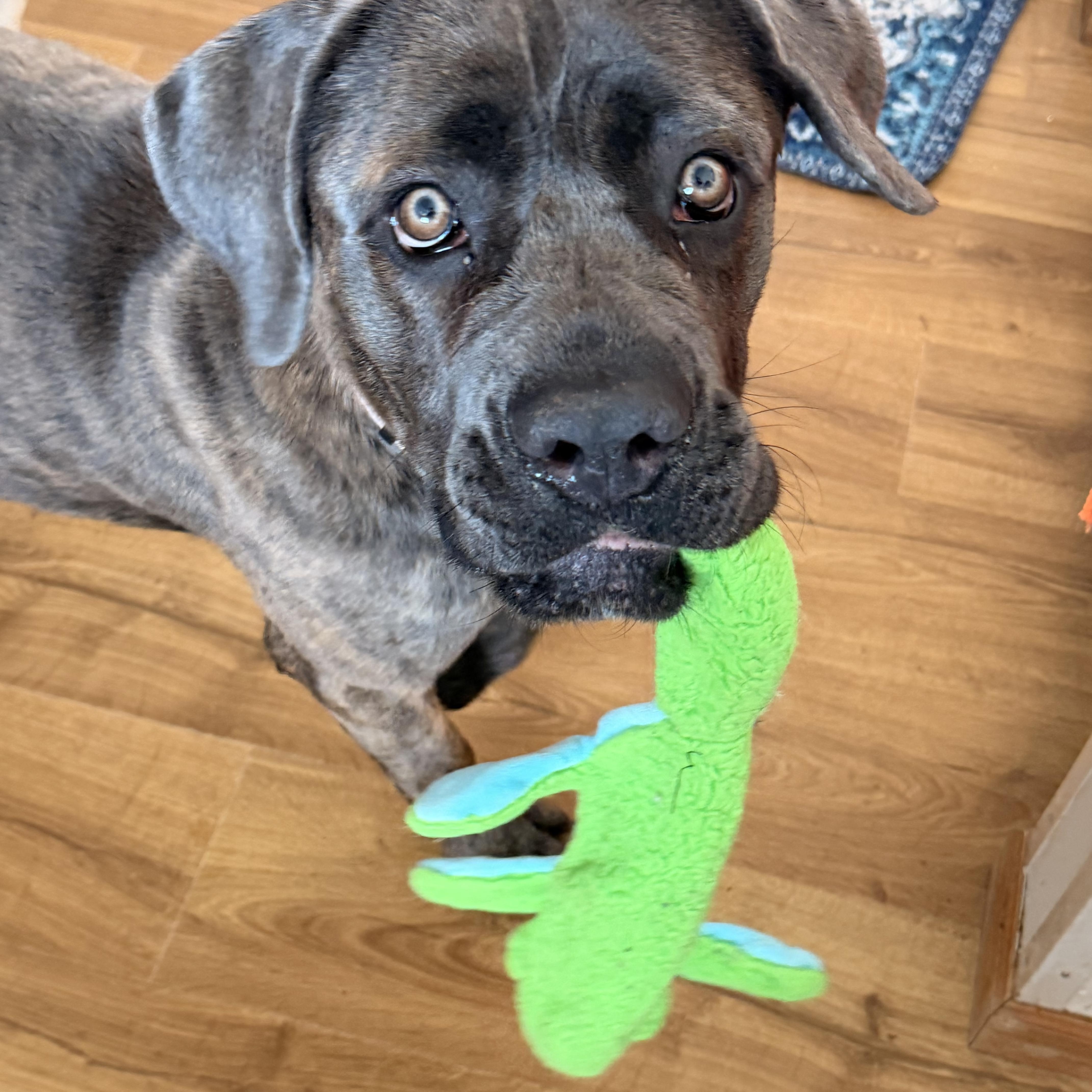 Enlarge Athena/Roxie, an adoptable Cane Corso in North Freedom, WI image 2/6