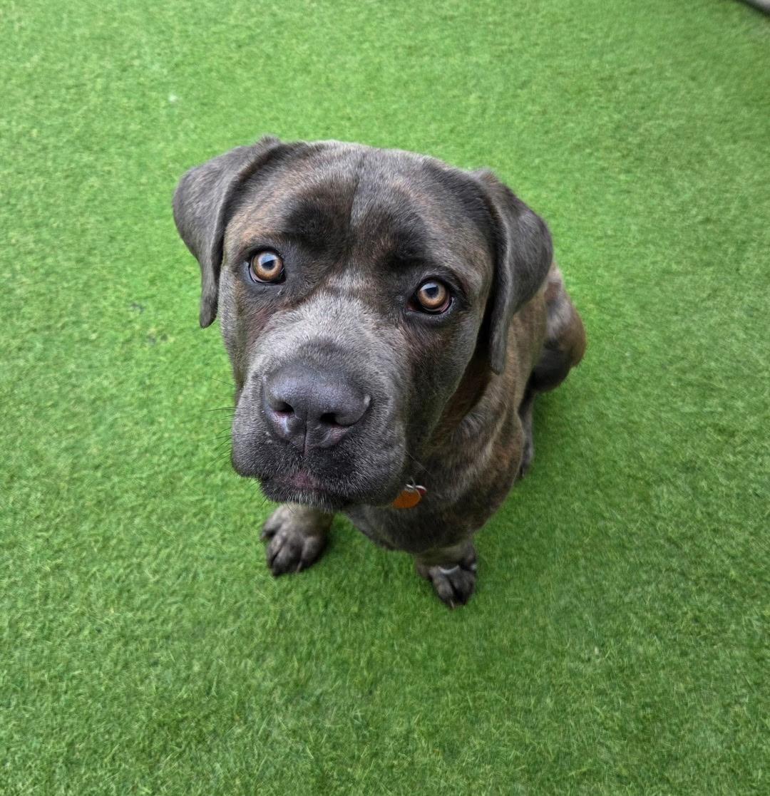 Athena/Roxie, adoptable, Young Female Cane Corso.
