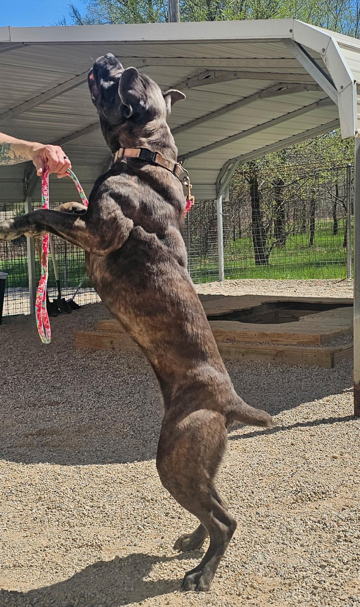 Enlarge Athena/Roxie, an adoptable Cane Corso in North Freedom, WI image 6/6