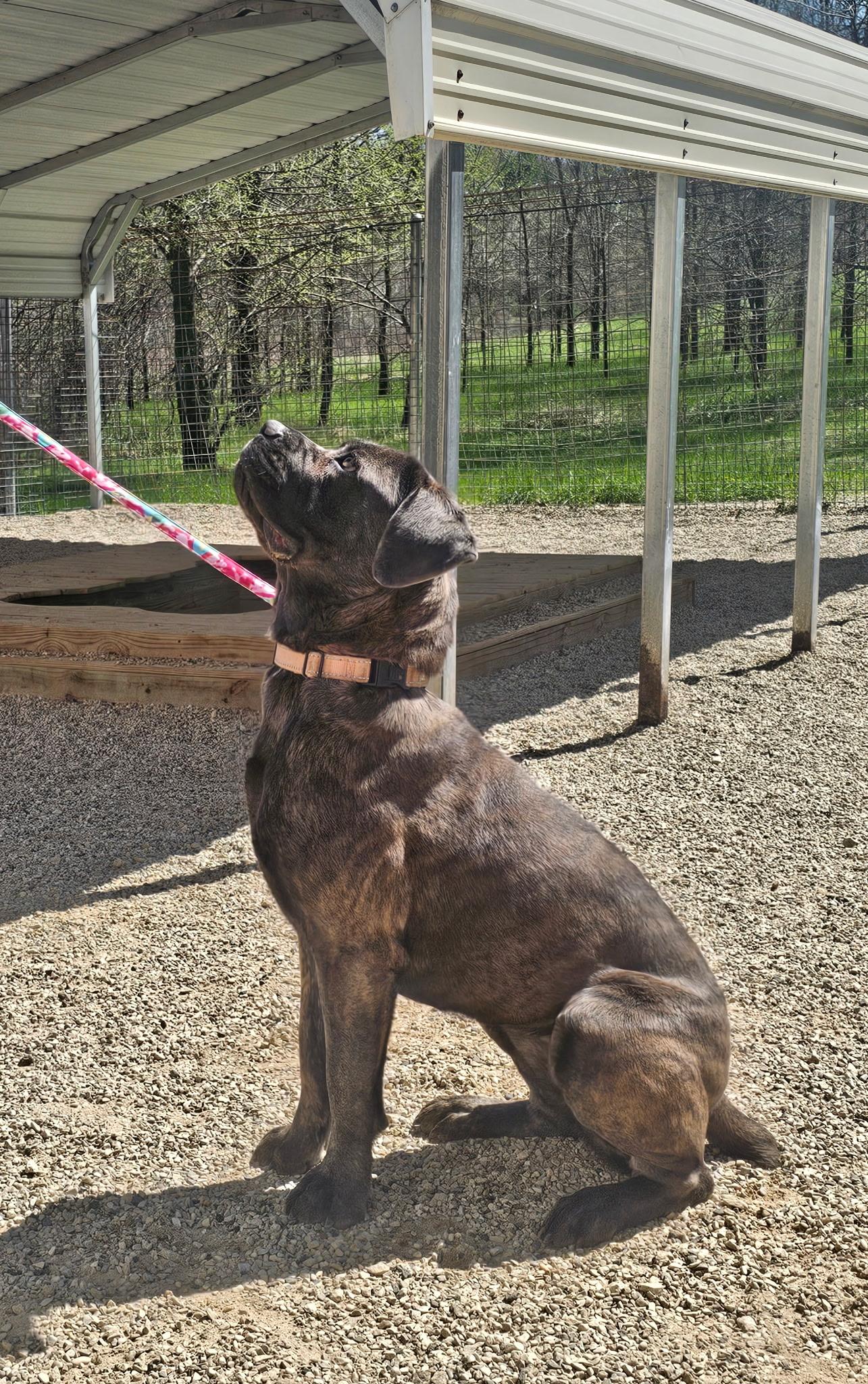 Enlarge Athena/Roxie, an adoptable Cane Corso in North Freedom, WI image 5/6