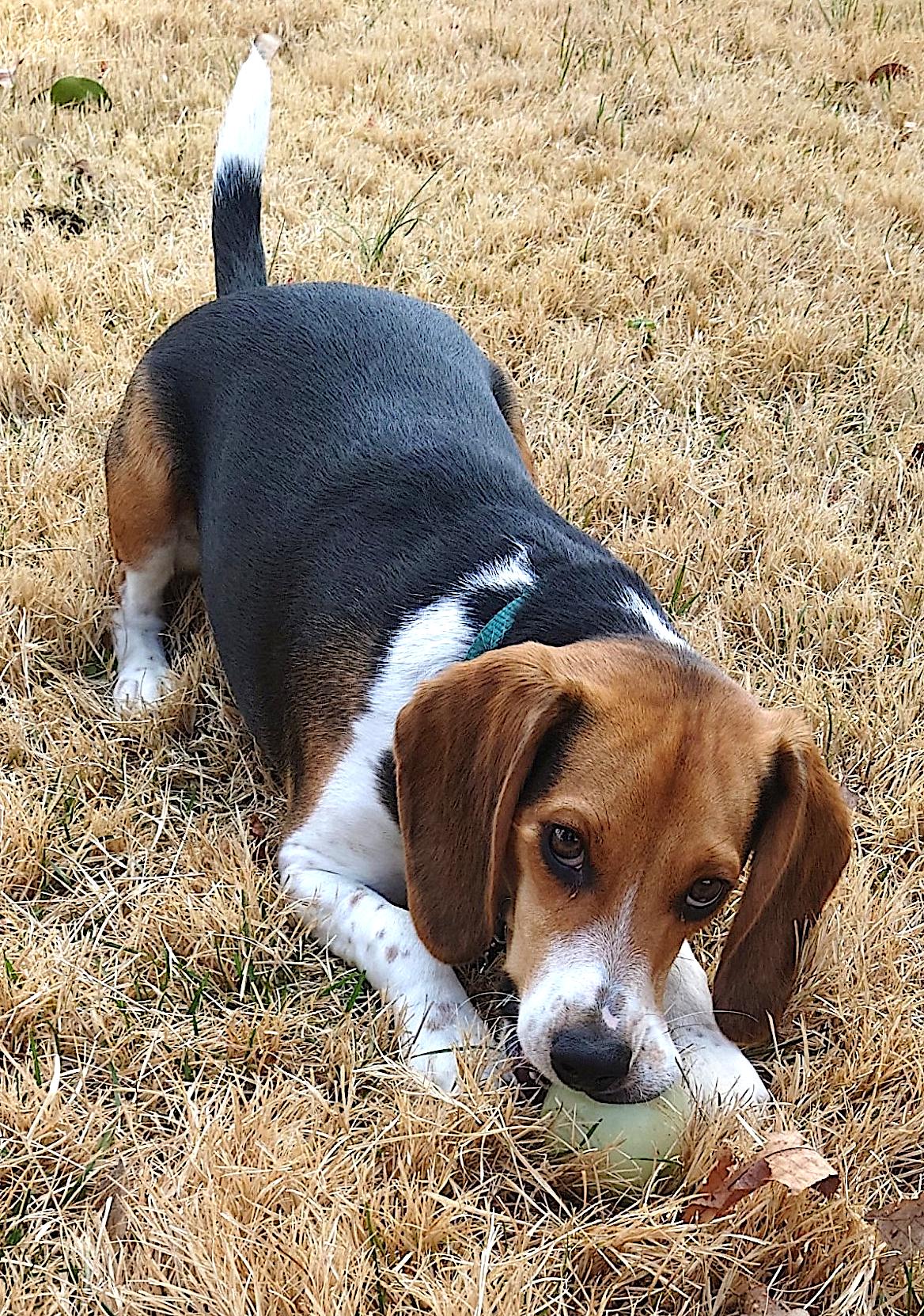 Buddy (Postal), adoptable, Young Male Beagle.