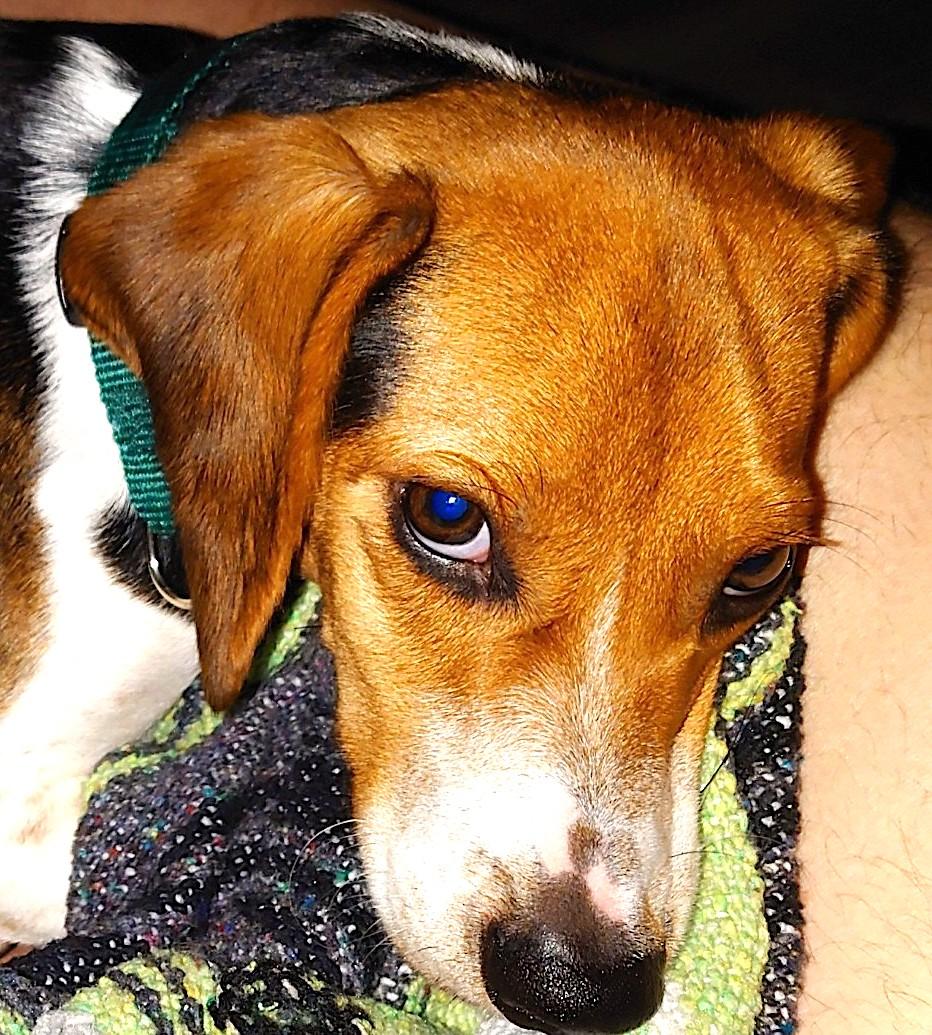 Enlarge Buddy (Postal), an adoptable Beagle in Mount Airy, NC image 3/6