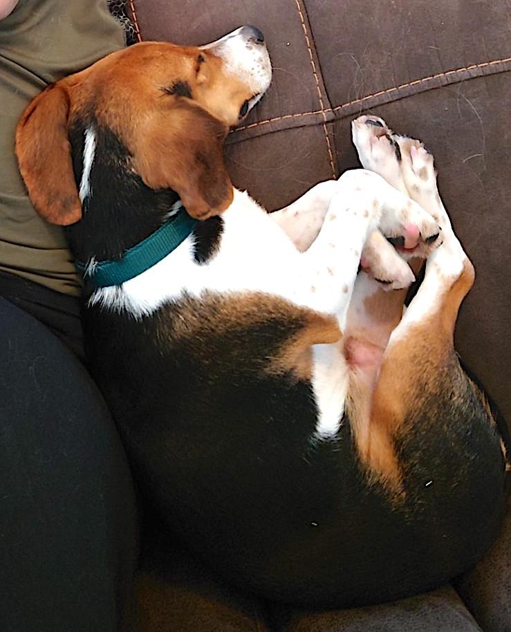 Enlarge Buddy (Postal), an adoptable Beagle in Mount Airy, NC image 6/6