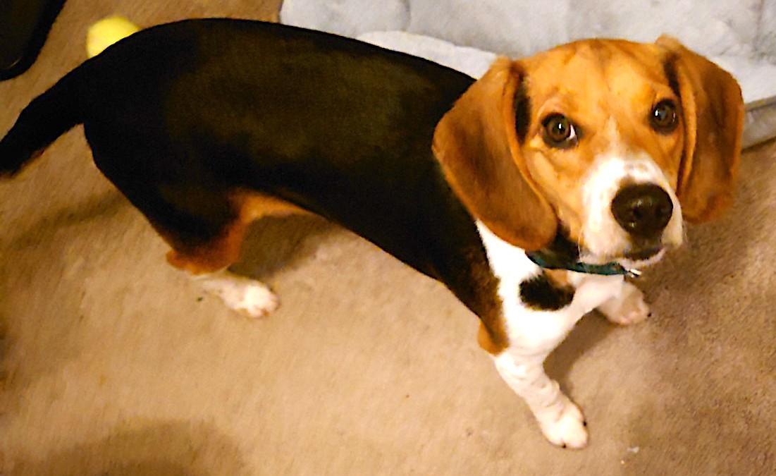 Enlarge Buddy (Postal), an adoptable Beagle in Mount Airy, NC image 4/6