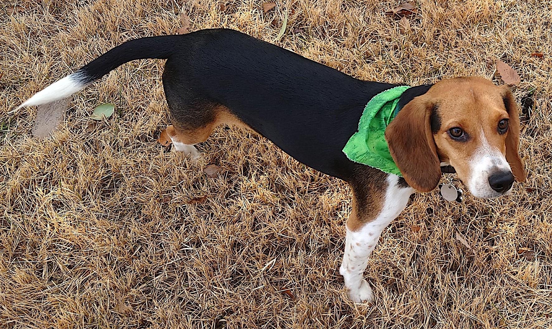 Enlarge Buddy (Postal), an adoptable Beagle in Mount Airy, NC image 2/6