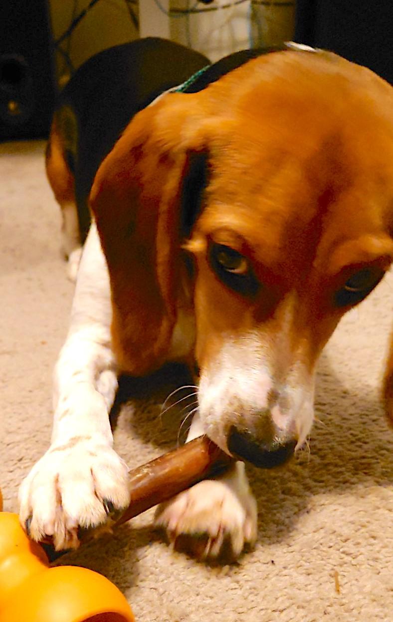 Enlarge Buddy (Postal), an adoptable Beagle in Mount Airy, NC image 5/6