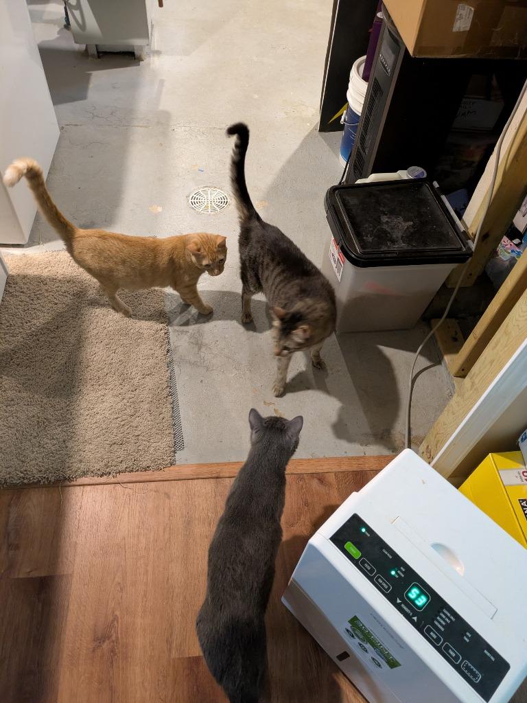 Enlarge Leroy, a Adoptable mixed breed in Minneapolis, MN image 2/4