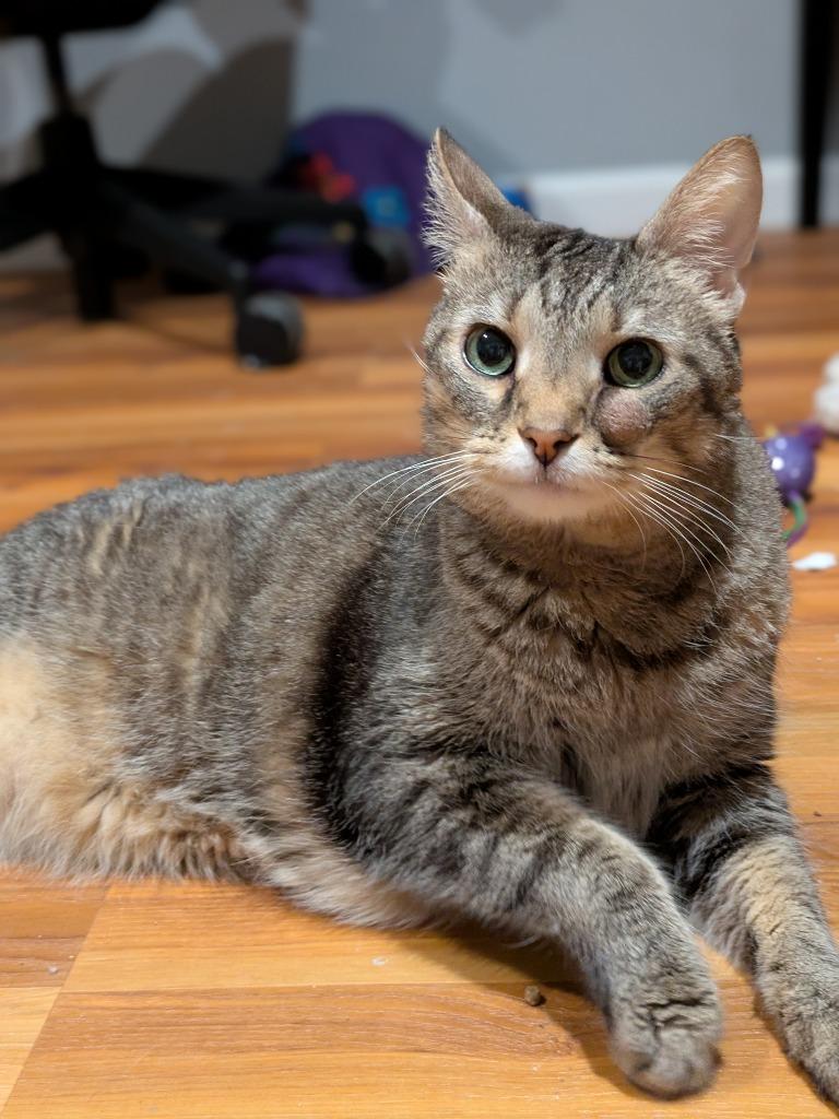 Leroy, Adoptable, Senior Male Domestic Short Hair.