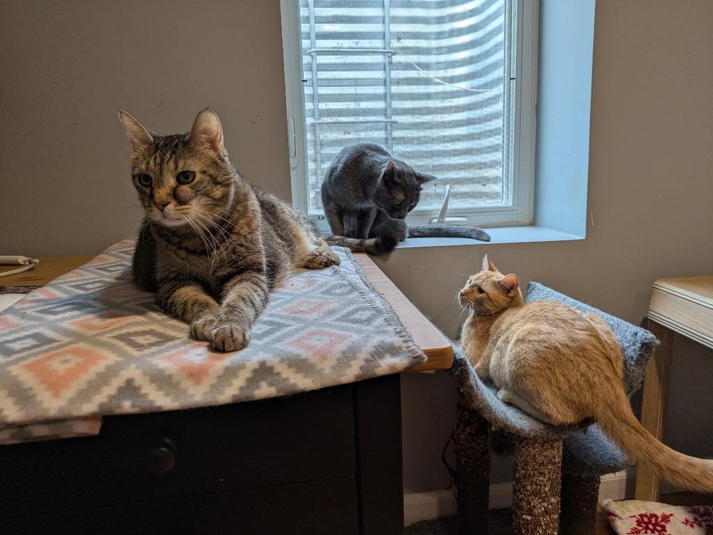 Enlarge Leroy, a Adoptable mixed breed in Minneapolis, MN image 3/4