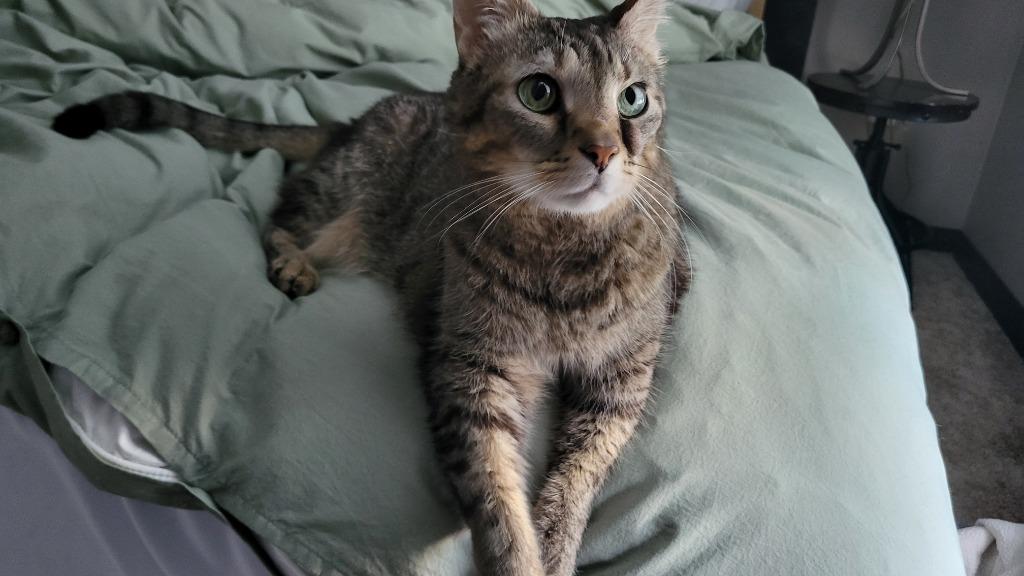 Enlarge Leroy, a Adoptable mixed breed in Minneapolis, MN image 2/2