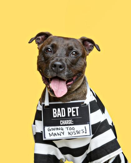 Enlarge Handsome, a Adoptable mixed breed in Mount Holly, NJ image 3/6