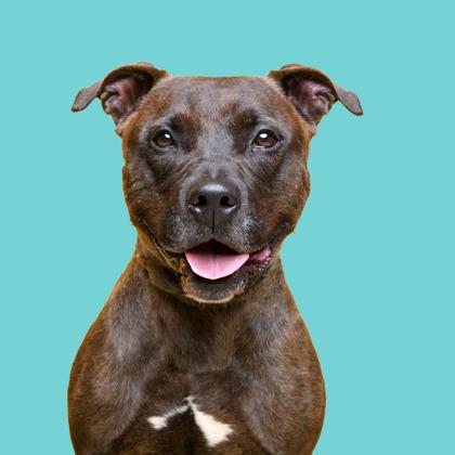 Enlarge Handsome, a Adoptable mixed breed in Mount Holly, NJ image 2/3