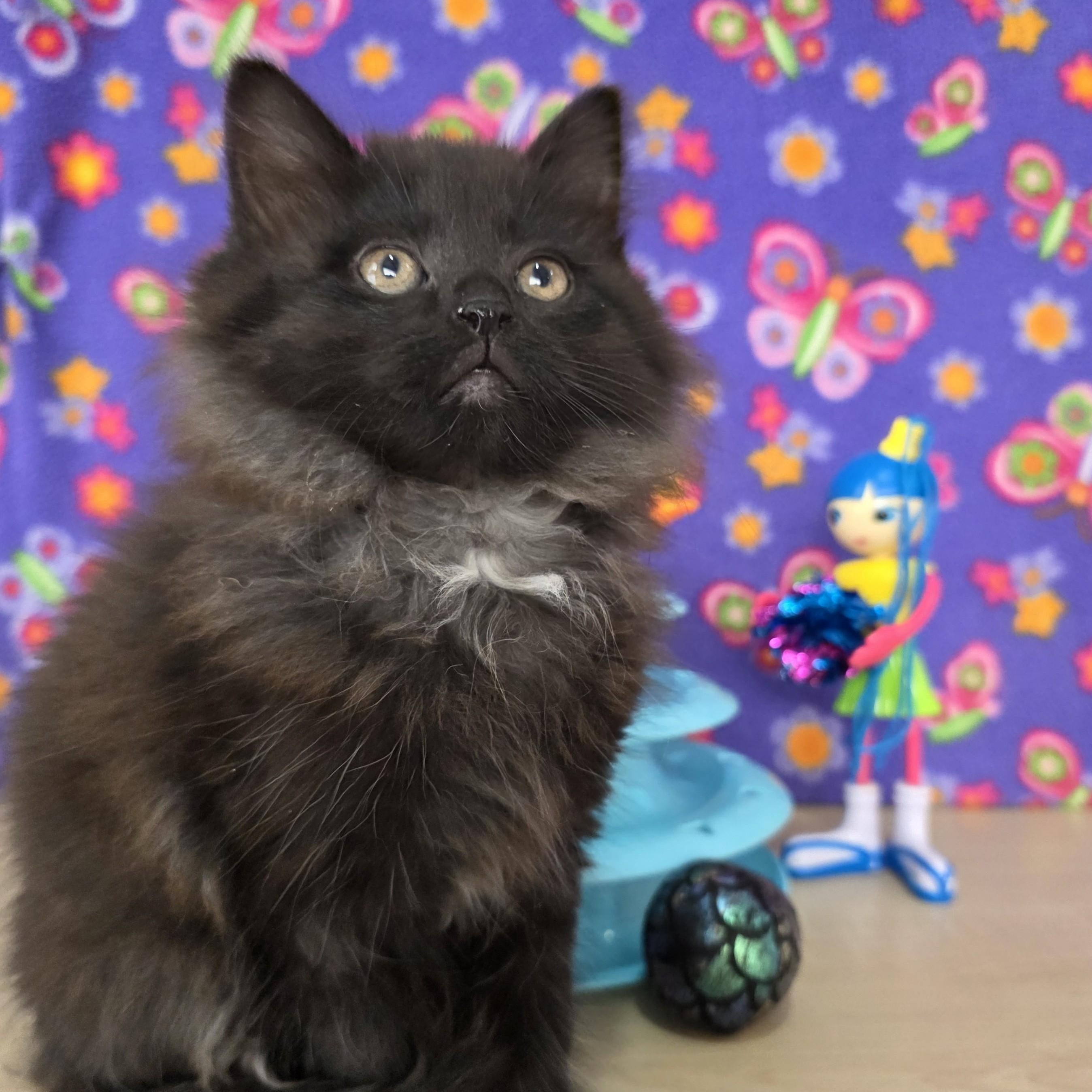 Enlarge Betty Spaghetty, an adopted Domestic Medium Hair in Macomb Twp, MI image 2/6