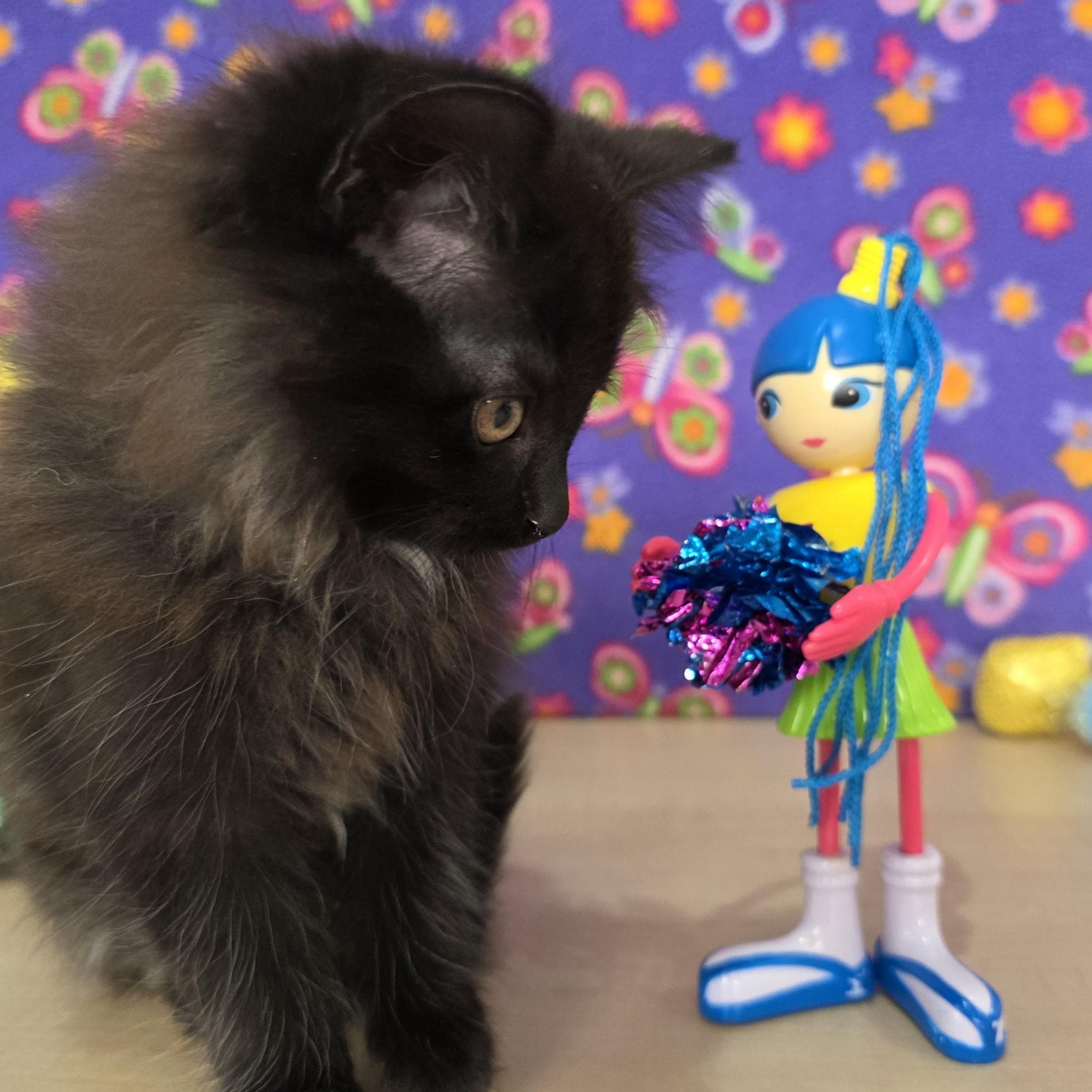 Enlarge Betty Spaghetty, an adopted Domestic Medium Hair in Macomb Twp, MI image 4/6