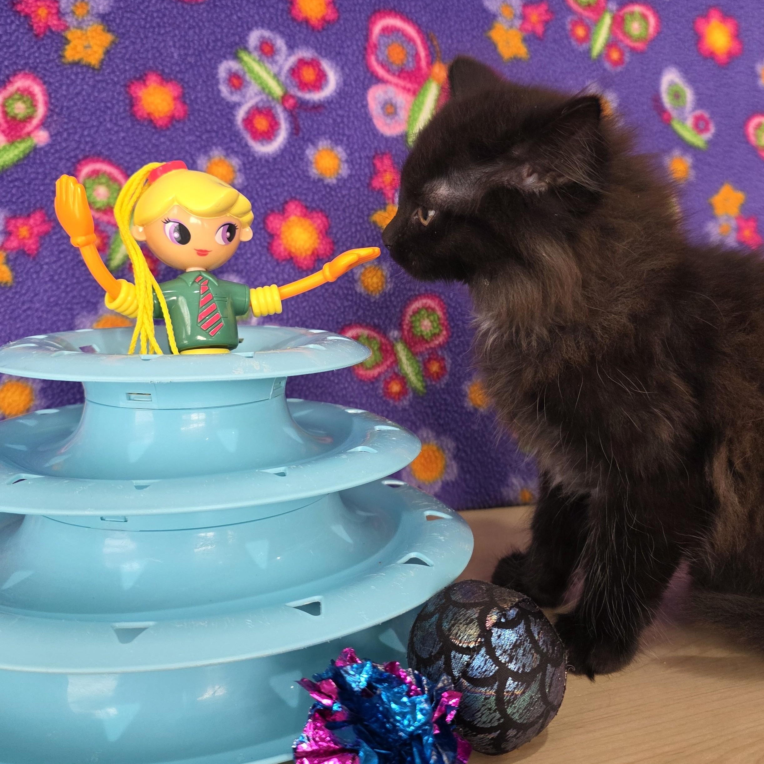 Enlarge Betty Spaghetty, an adopted Domestic Medium Hair in Macomb Twp, MI image 3/6