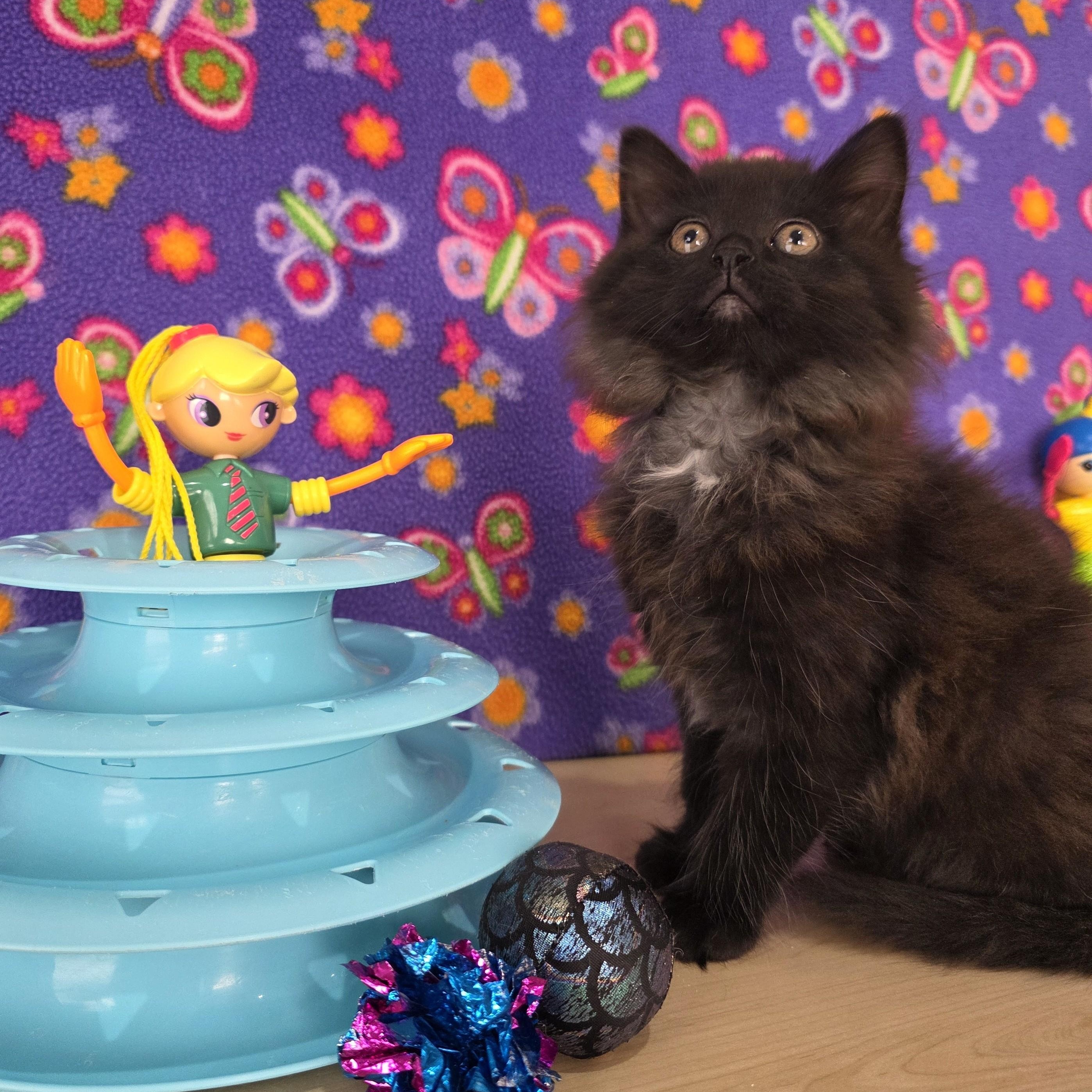 Enlarge Betty Spaghetty, an adopted Domestic Medium Hair in Macomb Twp, MI image 6/6