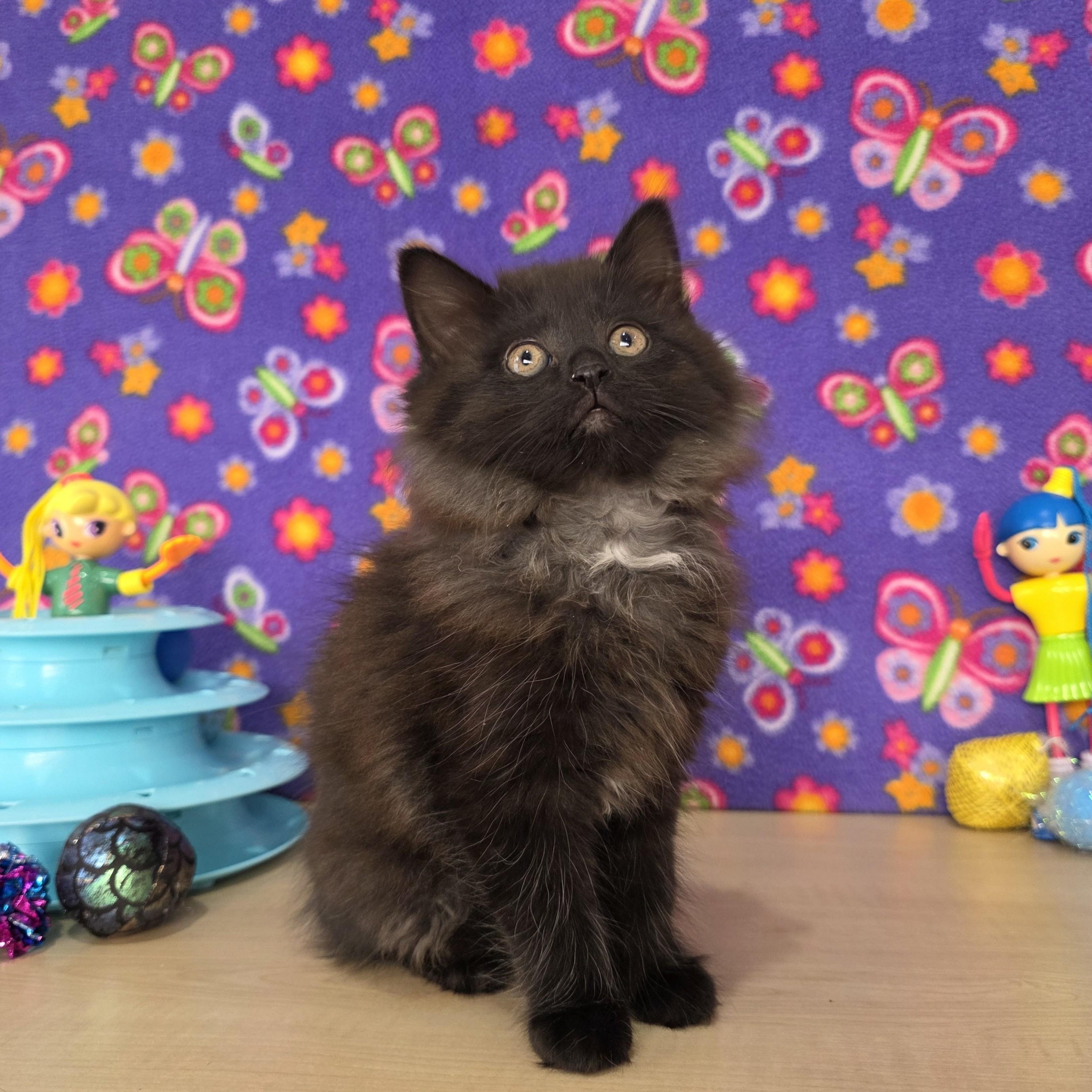 Enlarge Betty Spaghetty, an adopted Domestic Medium Hair in Macomb Twp, MI image 1/6
