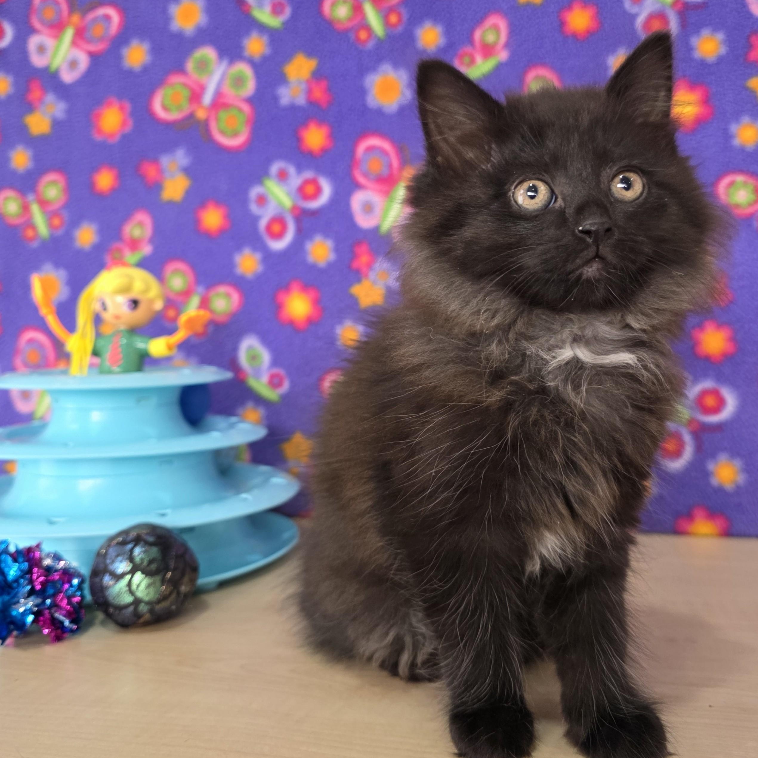 Enlarge Betty Spaghetty, an adopted Domestic Medium Hair in Macomb Twp, MI image 5/6