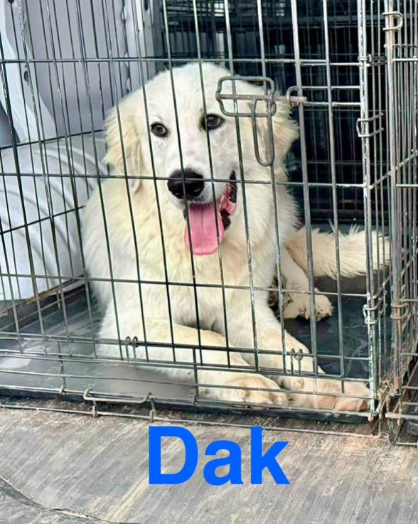 Dak, Adoptable, Young Male Golden Retriever & Great Pyrenees.