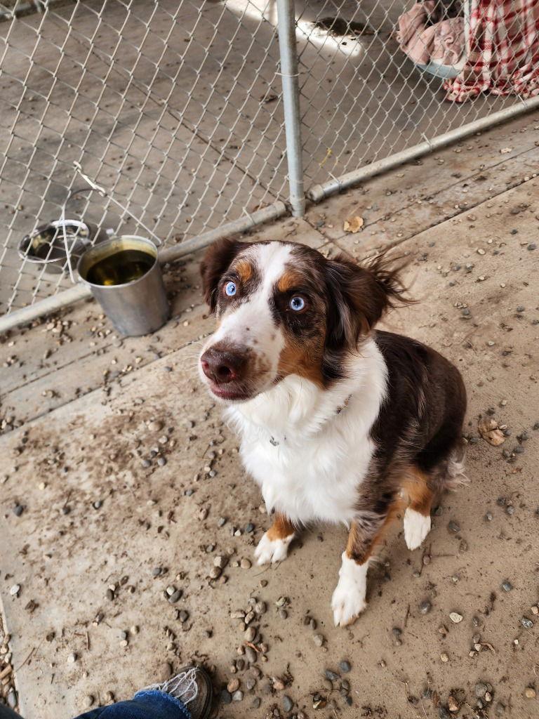 Adoption Pending - Miles, Adopted, Adult Male Australian Shepherd.