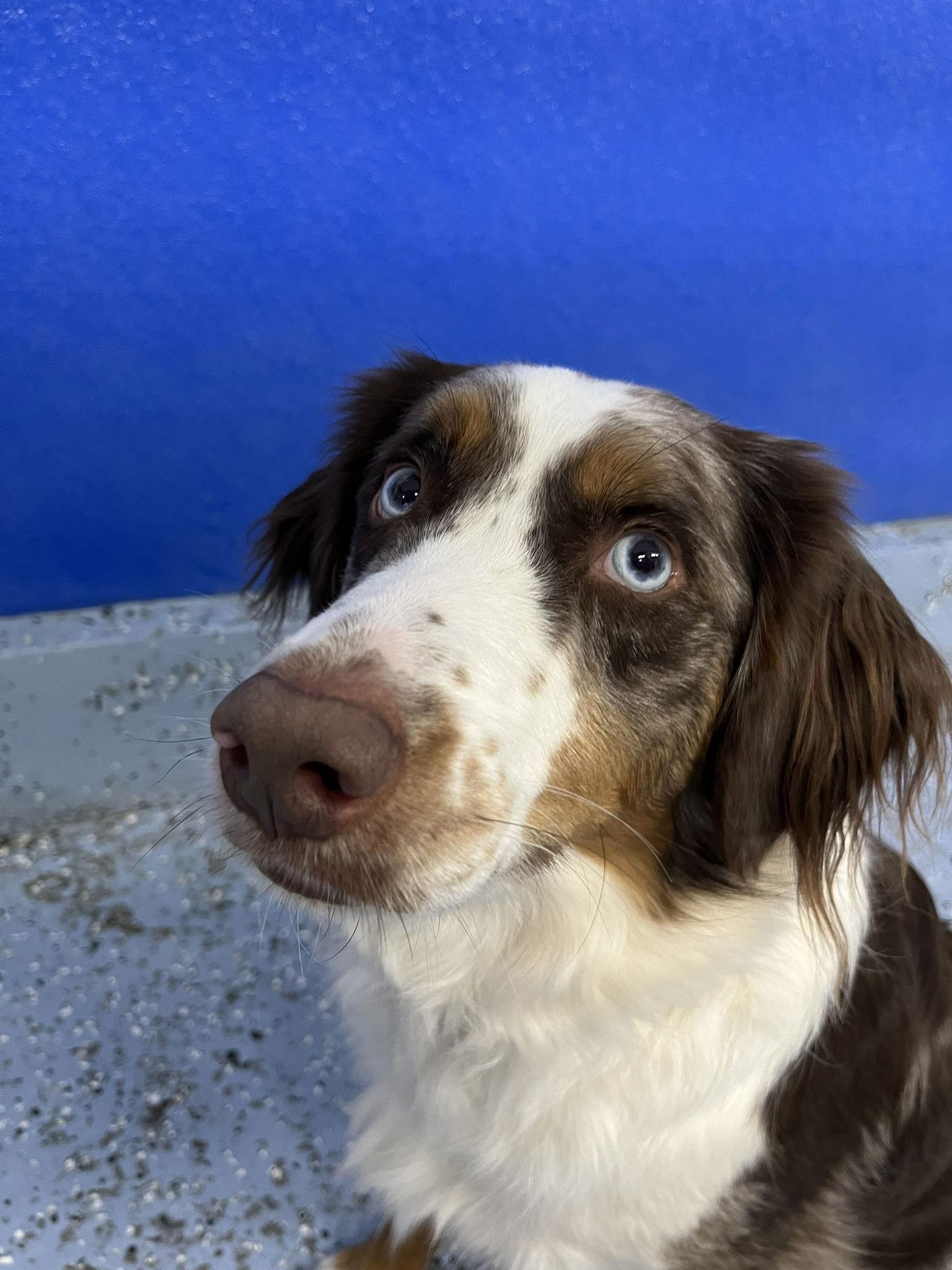 Adoption Pending - Miles, a Adopted Australian Shepherd in Emmett, ID image 2/3