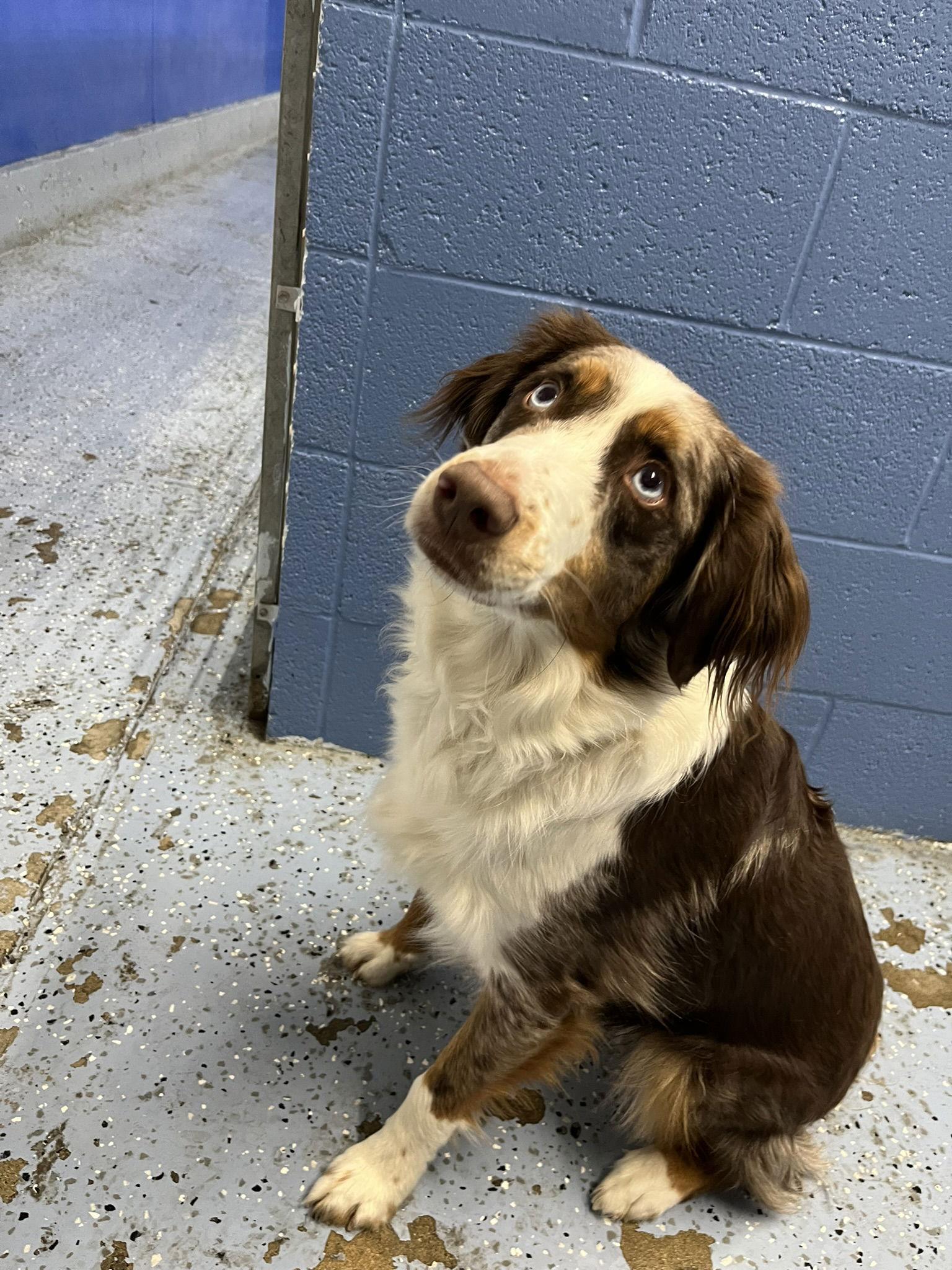 Adoption Pending - Miles, a Adopted Australian Shepherd in Emmett, ID image 3/3