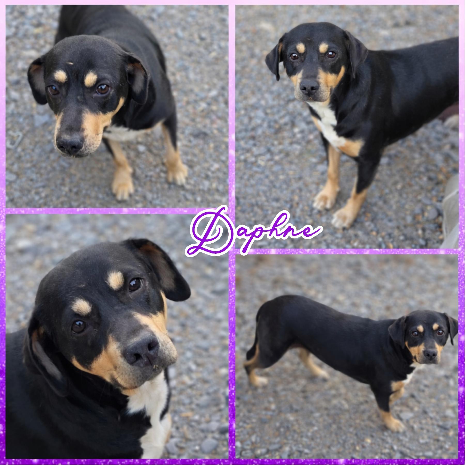 Daphne, ADOPTABLE, Adult Female Beagle & Labrador Retriever.