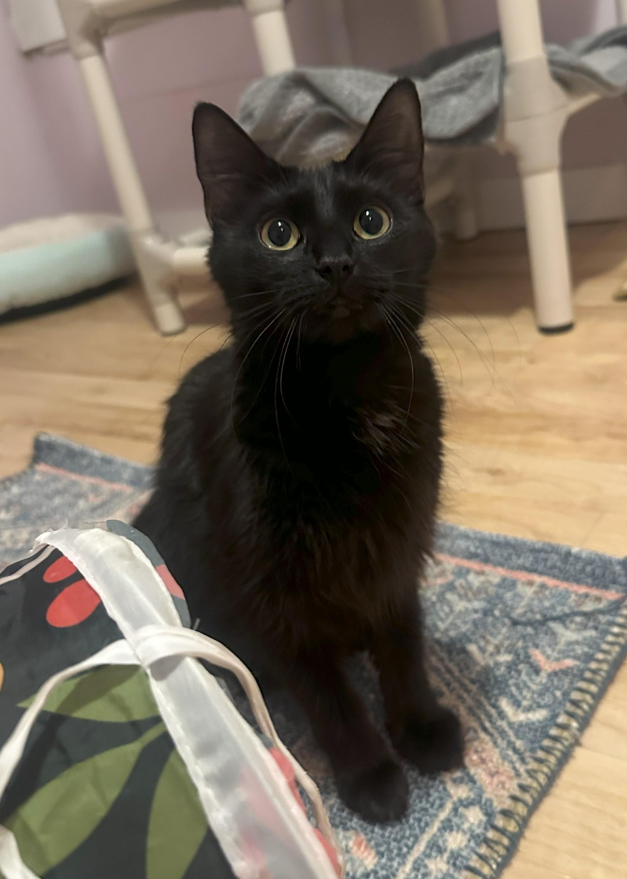 Elva, adopted, Adult Female Domestic Medium Hair.