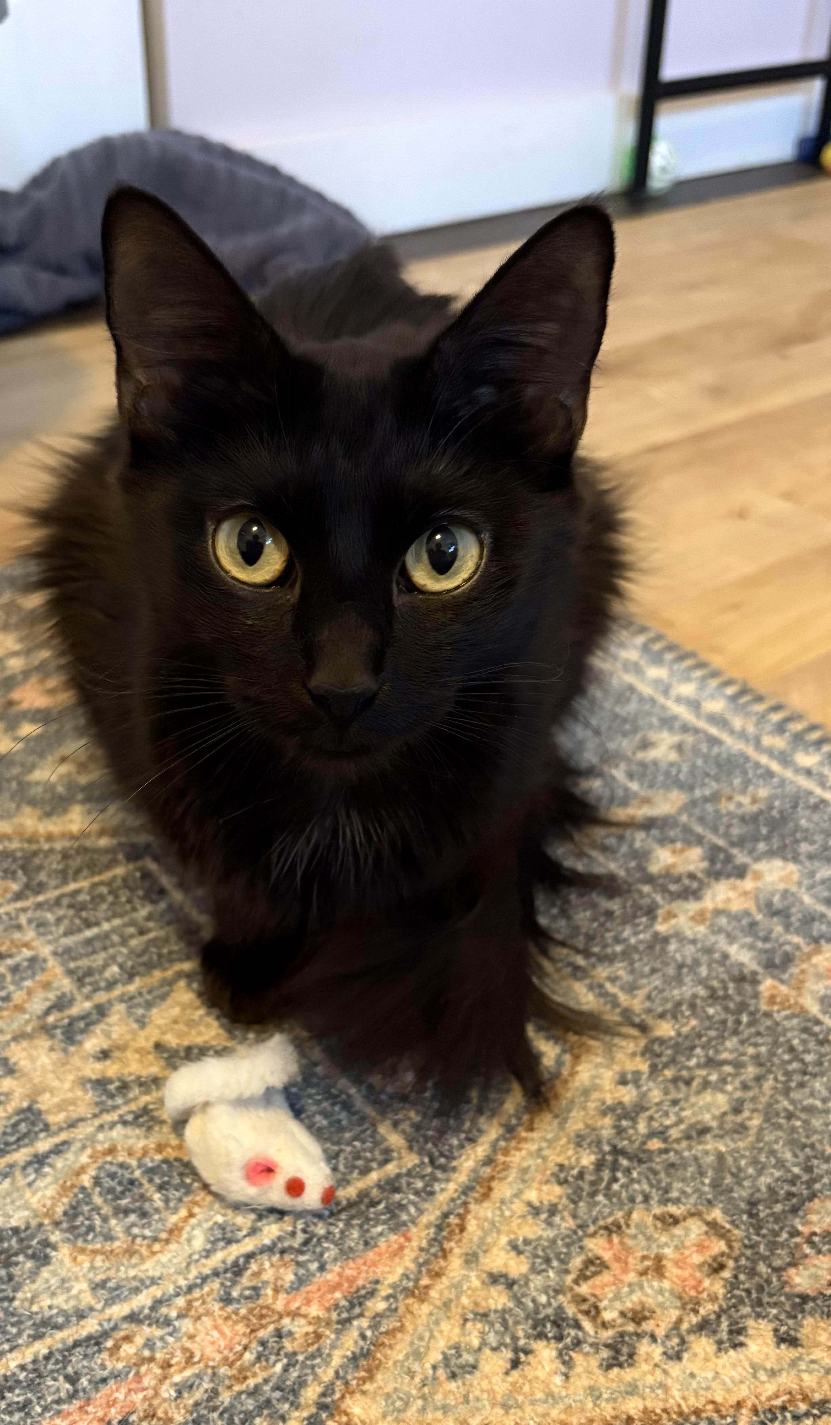 Enlarge Elva, an adopted Domestic Medium Hair in Indianapolis, IN image 5/5