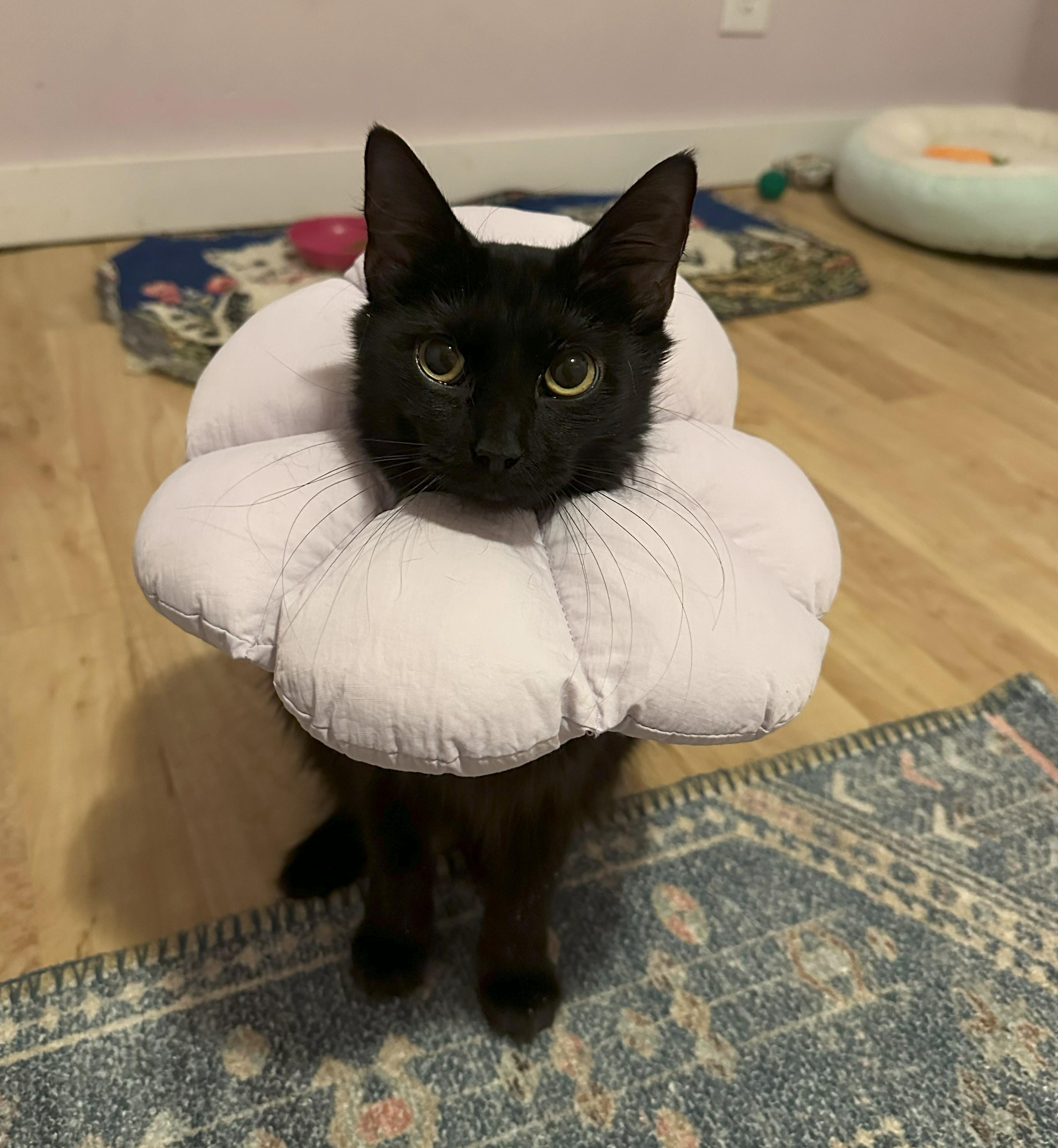 Enlarge Elva, an adopted Domestic Medium Hair in Indianapolis, IN image 3/5