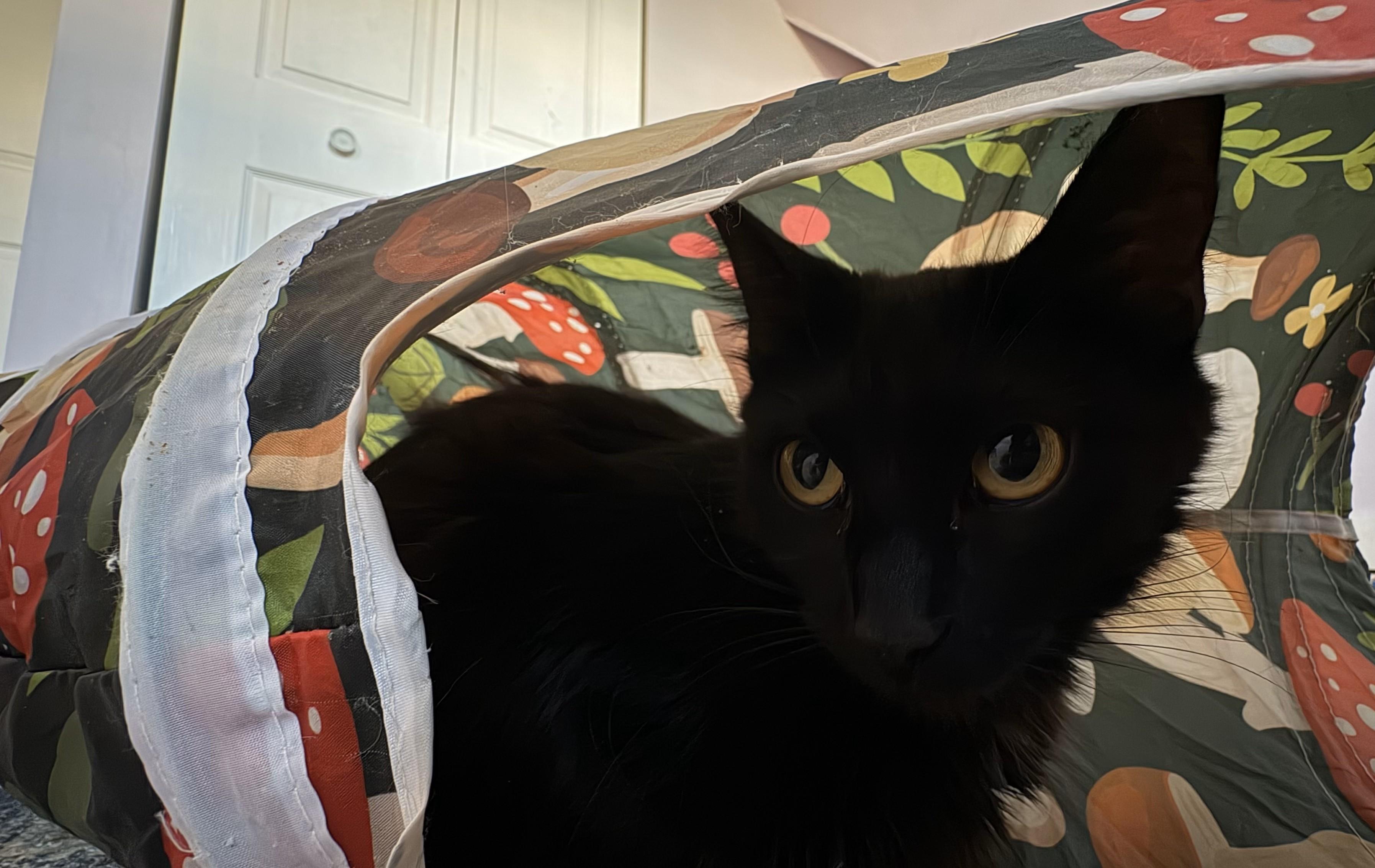 Enlarge Elva, an adopted Domestic Medium Hair in Indianapolis, IN image 4/5