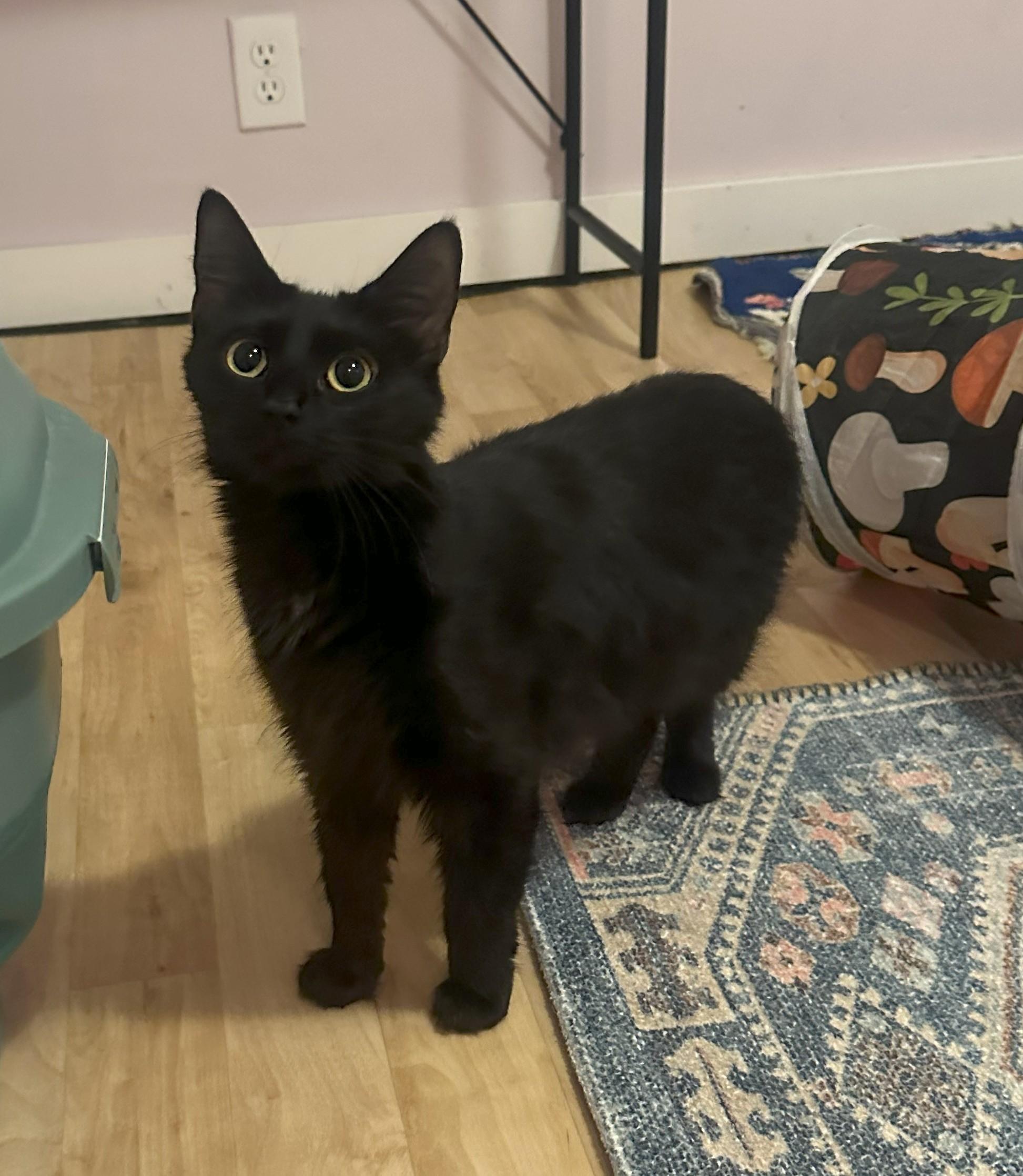 Enlarge Elva, an adopted Domestic Medium Hair in Indianapolis, IN image 2/5
