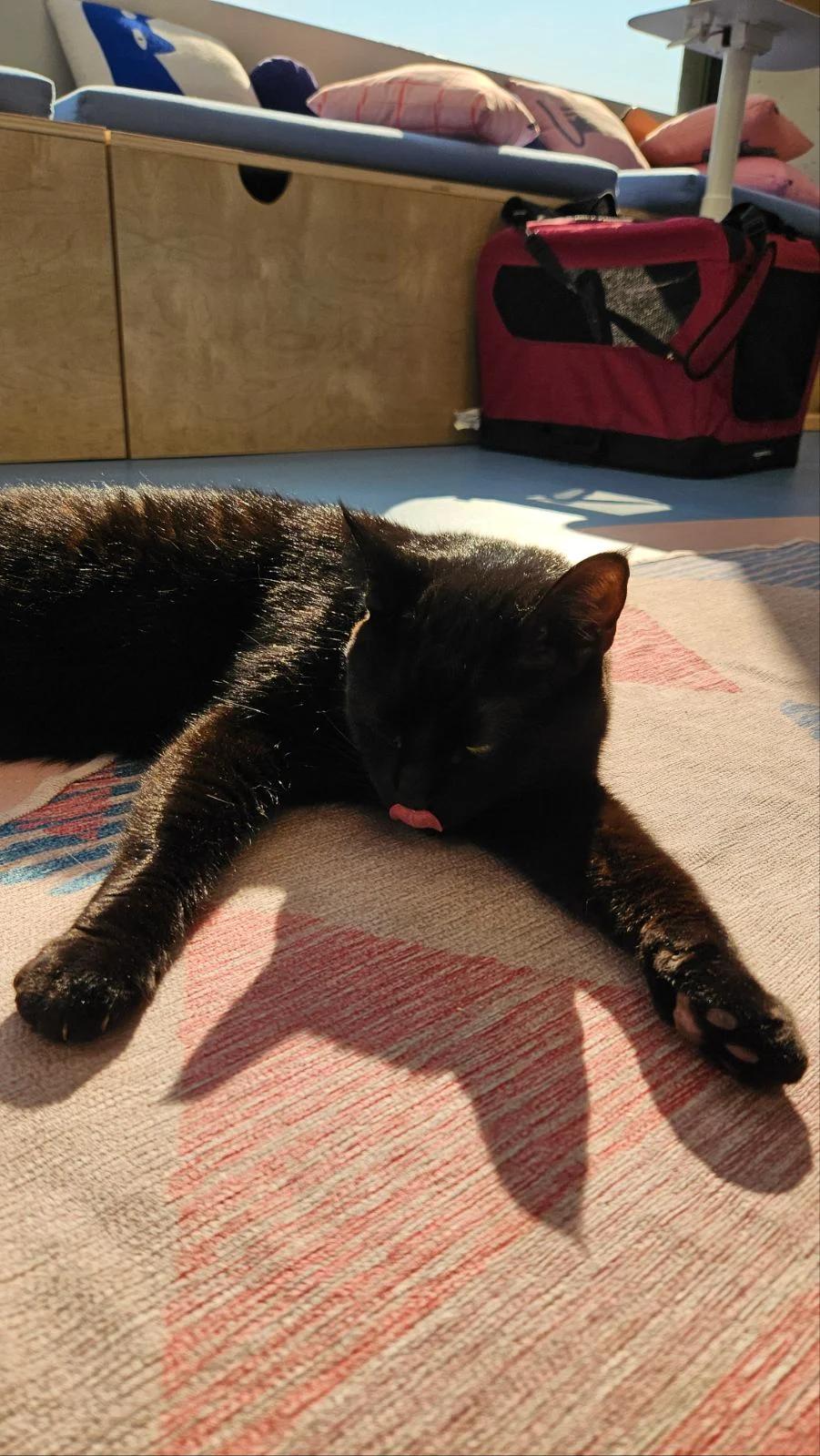 Coal, Adopted, Young Male American Shorthair.