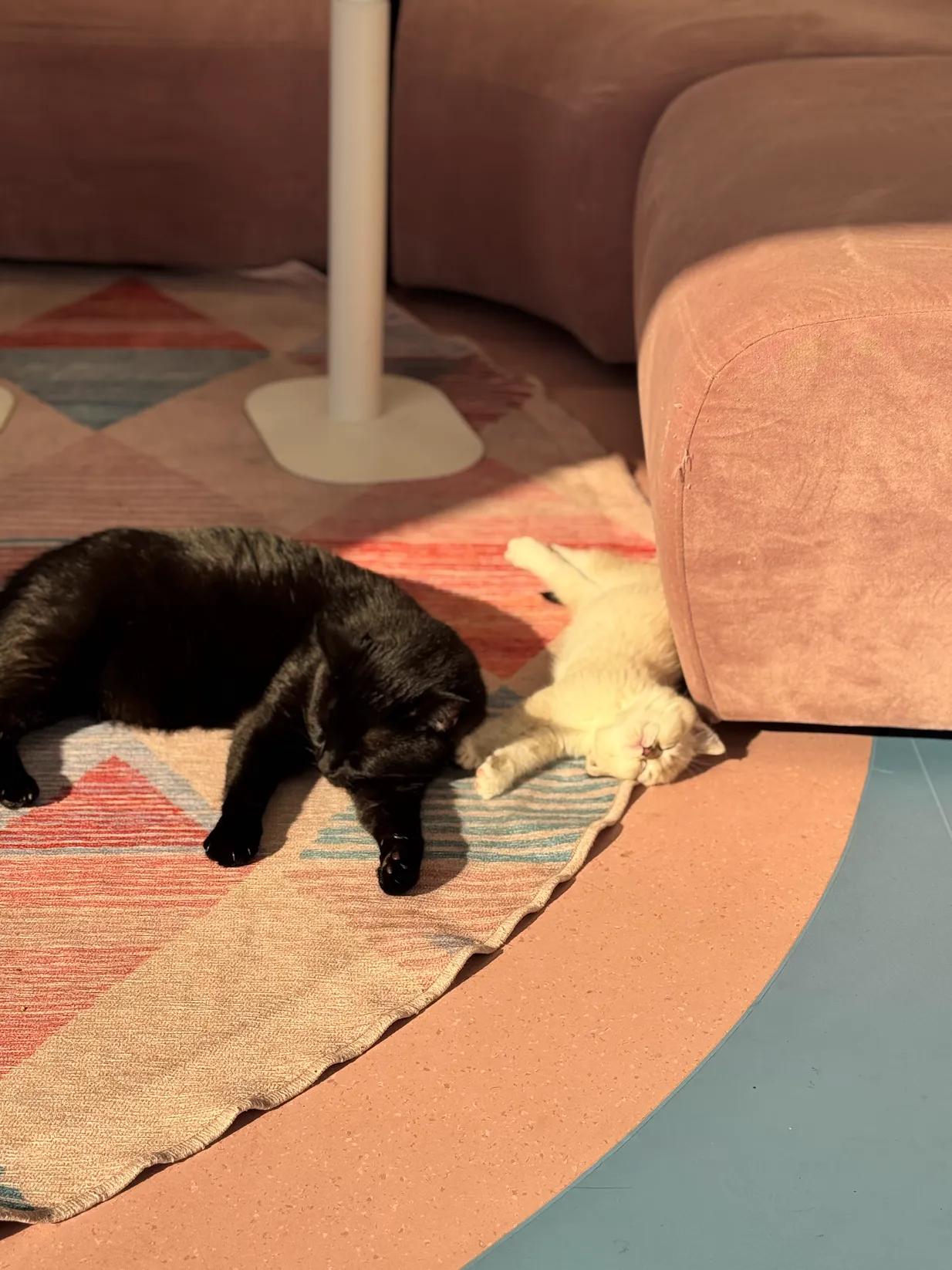 Coal, a Adopted American Shorthair in Vancouver, BC image 2/5